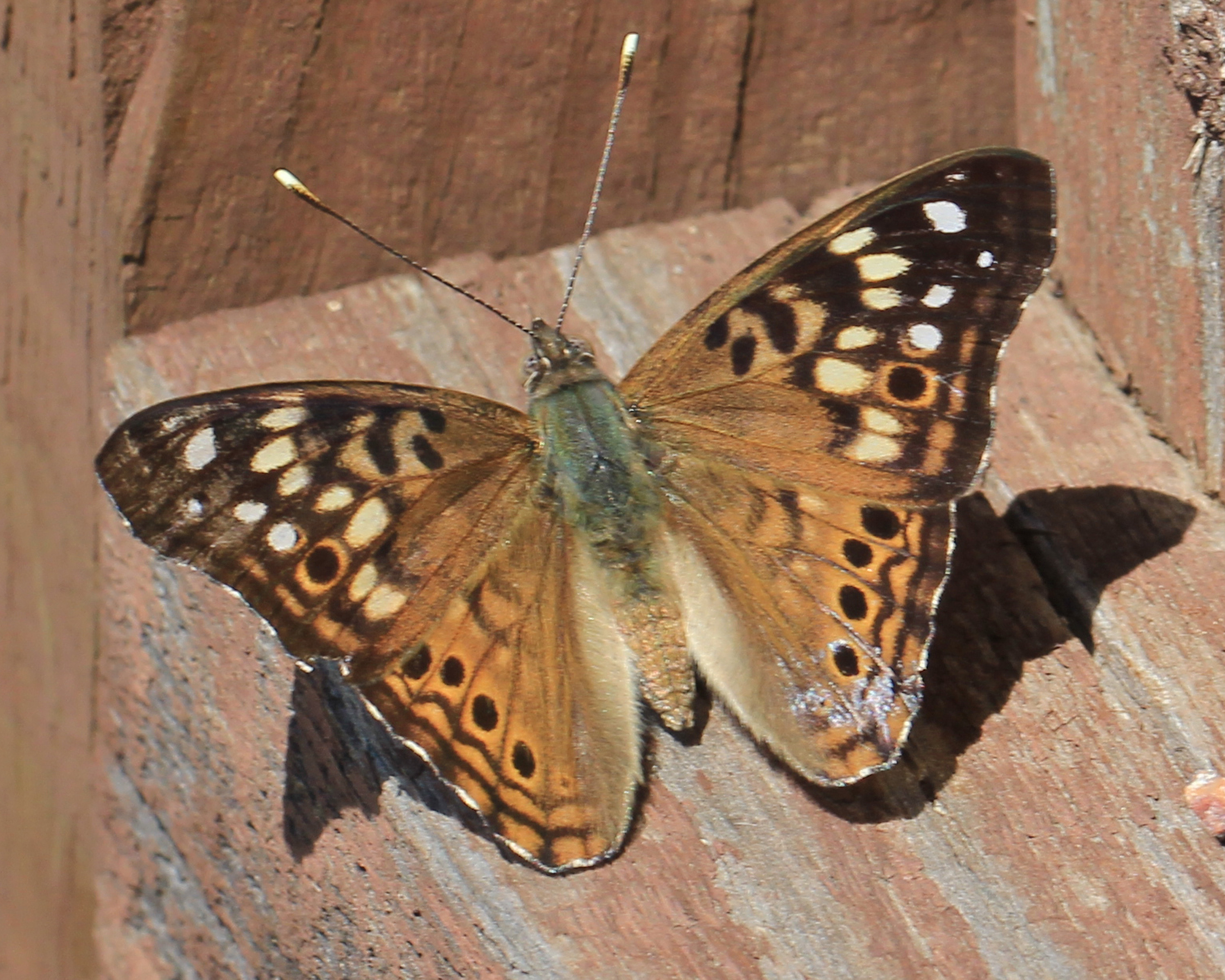 Butterfly, Moth, and Caterpillar Photographs from Rice County