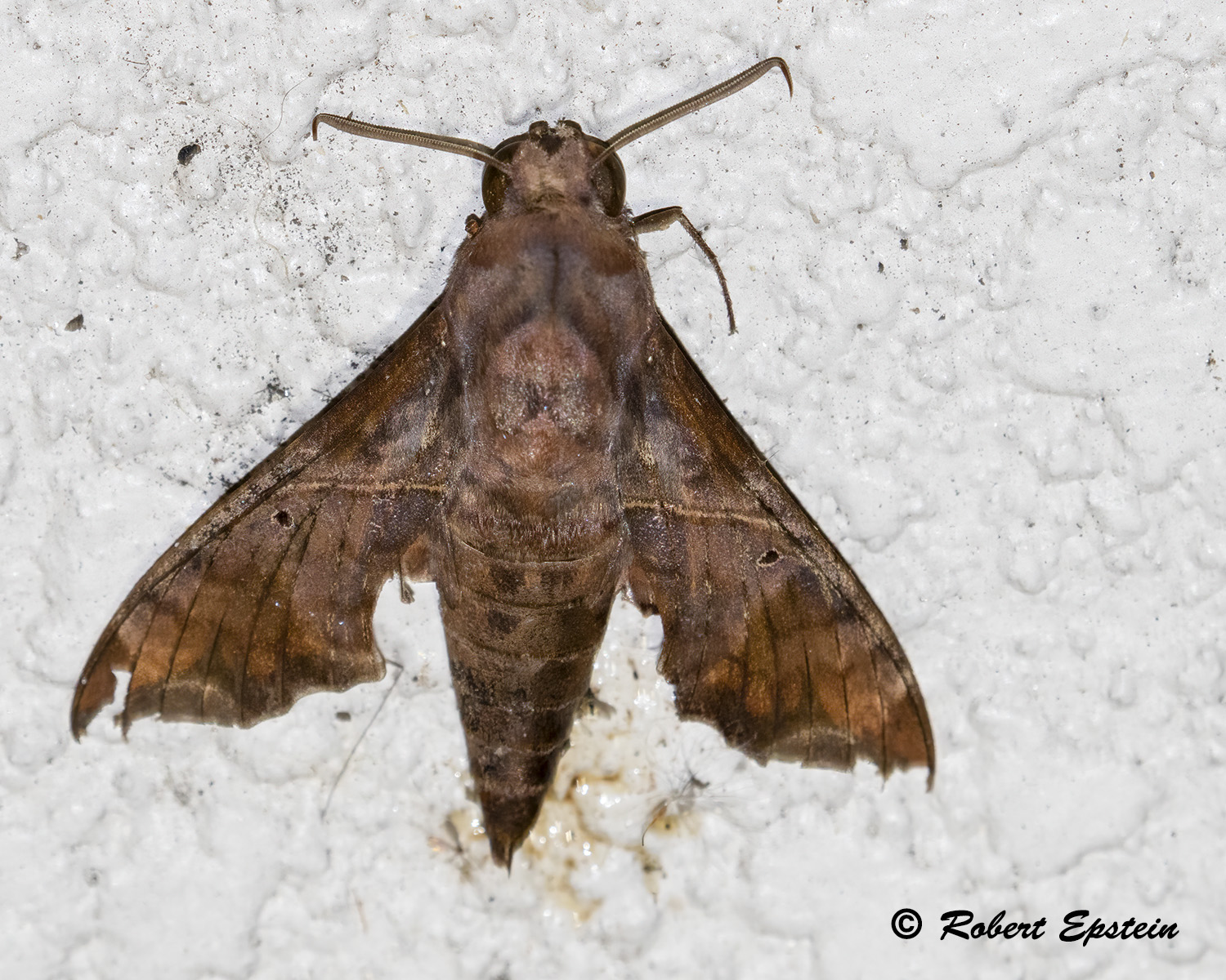 Florida Butterflies and Moths of North America