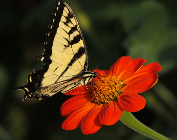 Connecticut Butterflies and Moths of North America