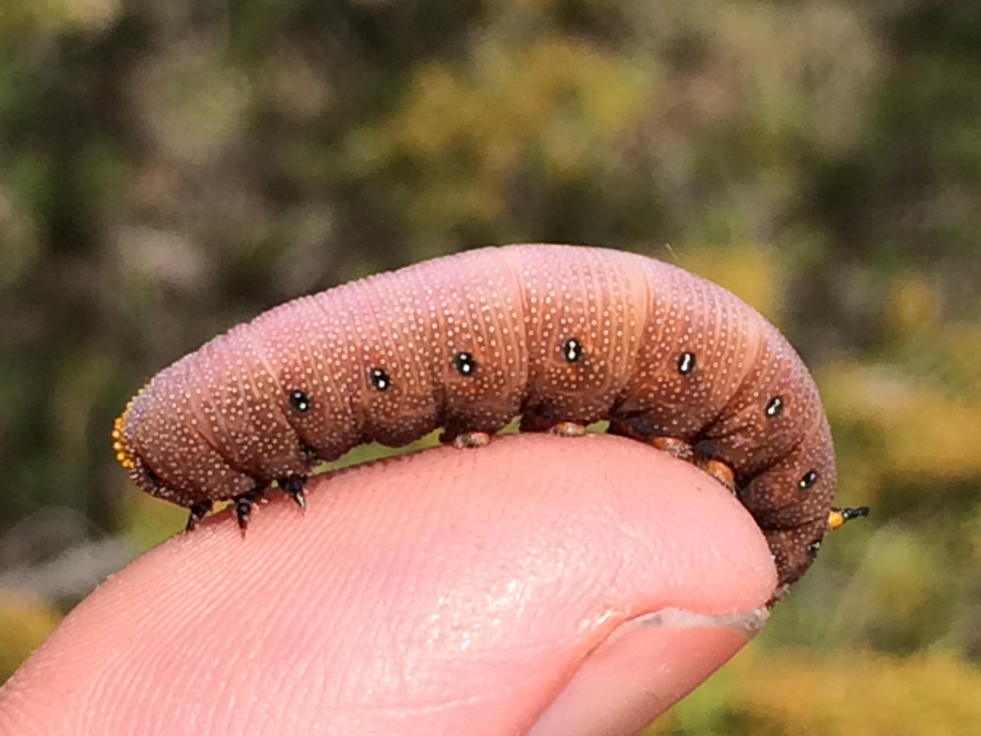 Caterpillar Identification Chart Alberta