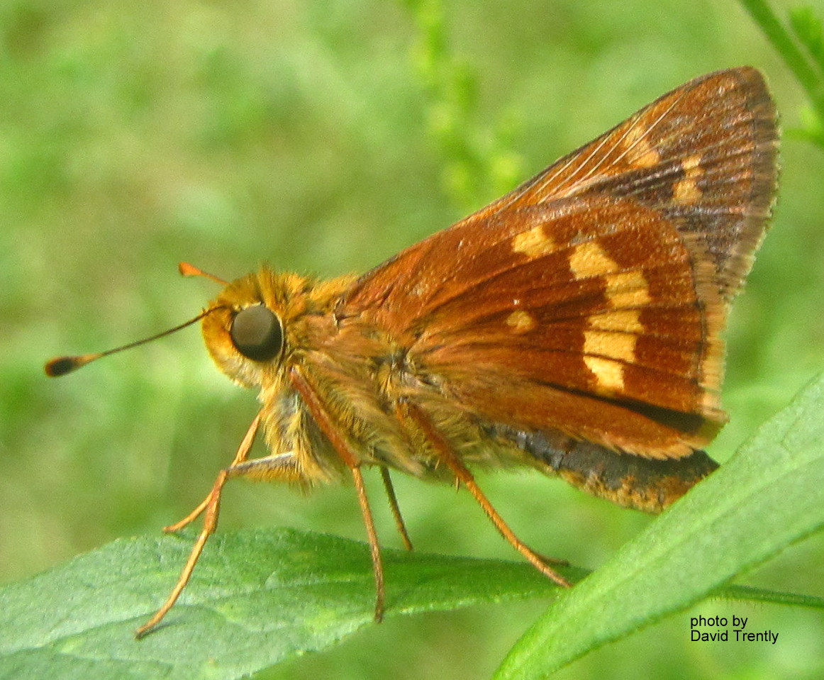 Pennsylvania Butterflies and Moths of North America