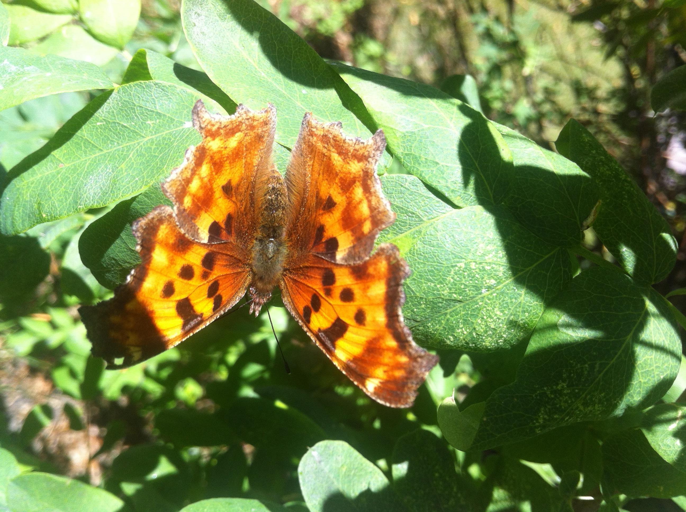 Alberta Butterflies and Moths of North America