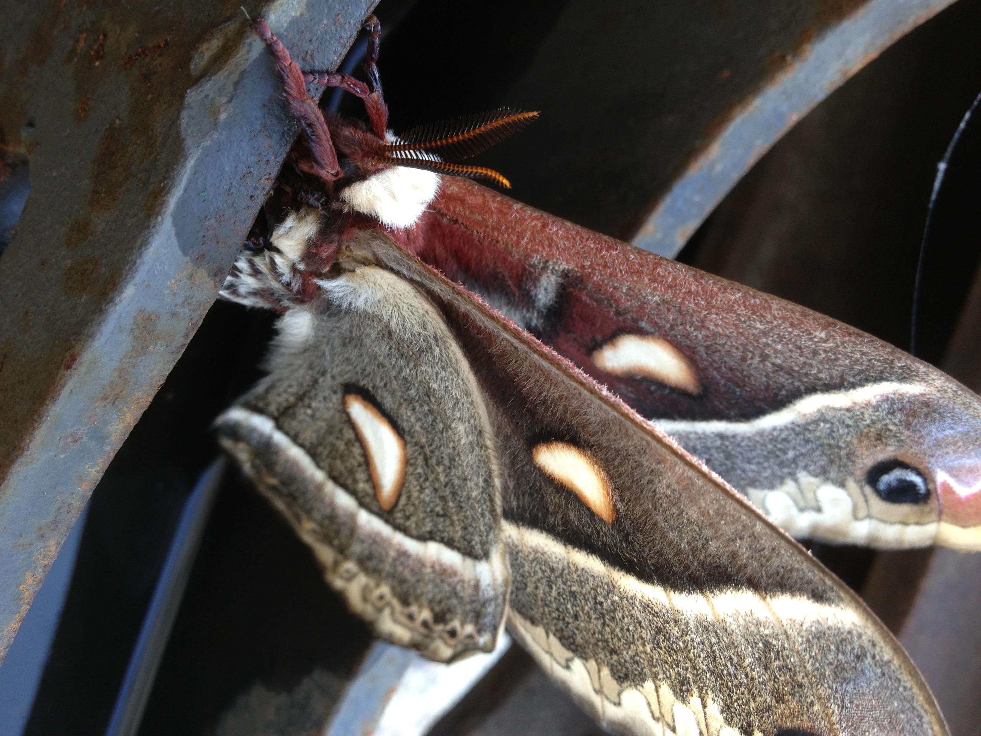 Butterfly, Moth, and Caterpillar Photographs from Alberta Butterflies