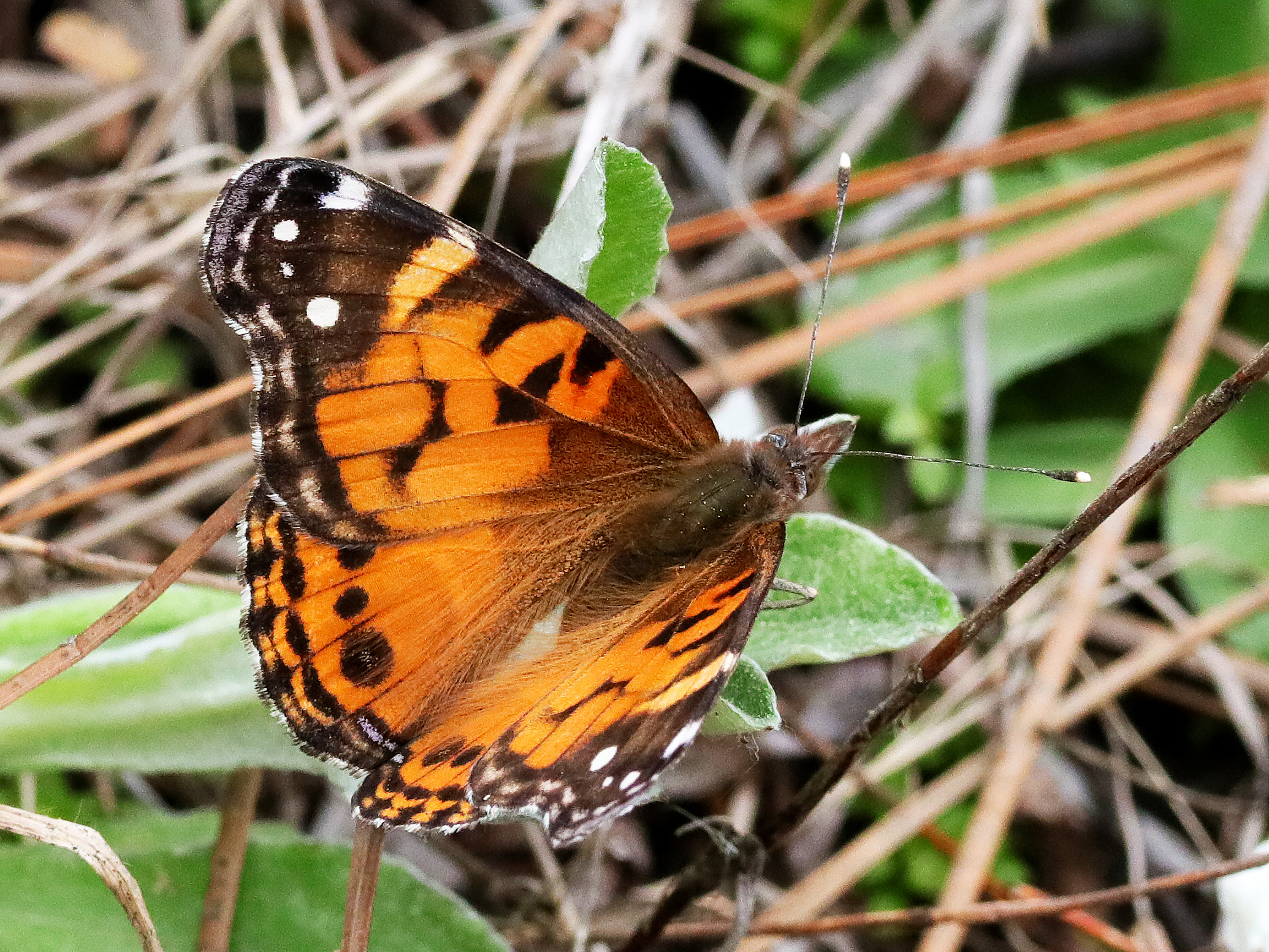 Louisiana Butterflies and Moths of North America
