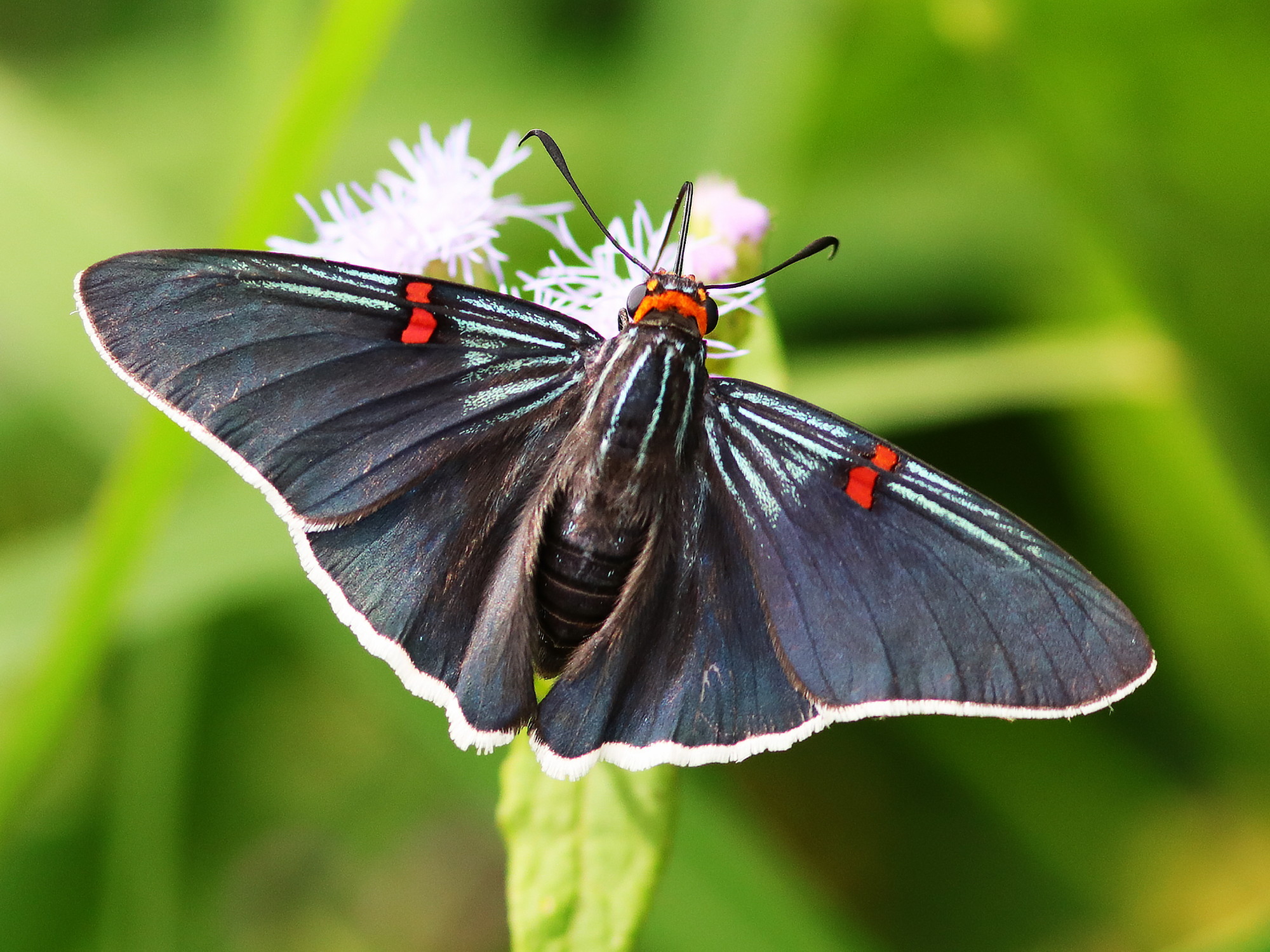 North American Butterfly Identification Chart