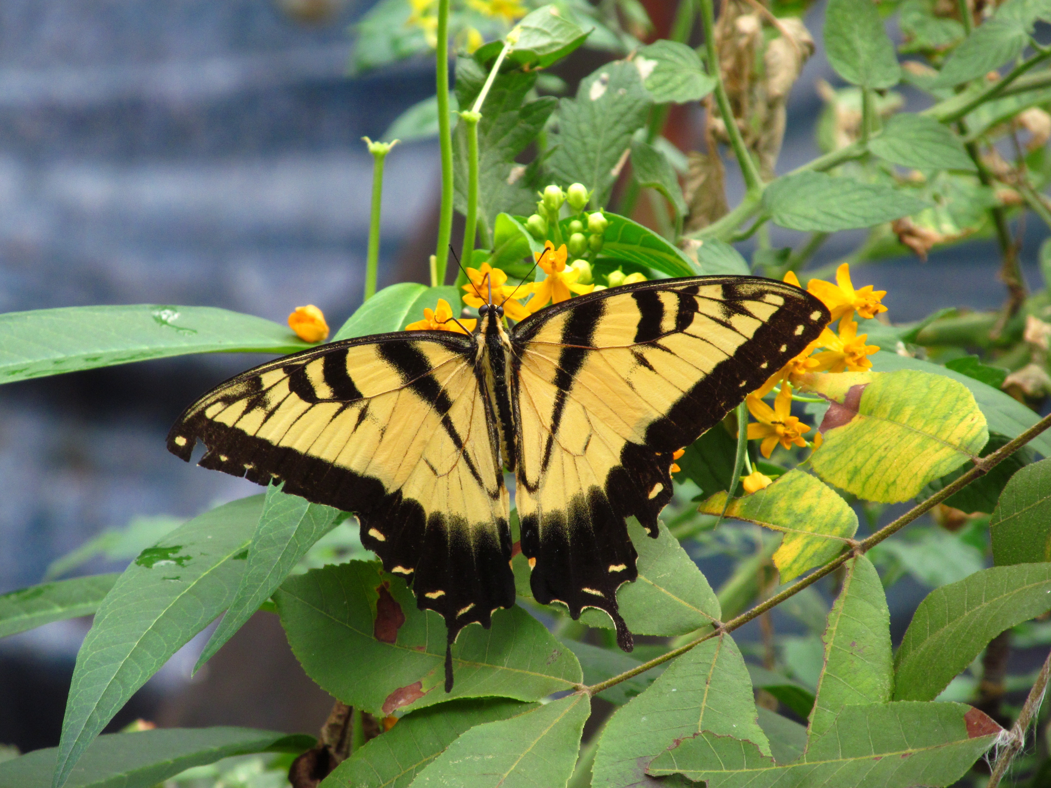 Oklahoma Butterflies and Moths of North America