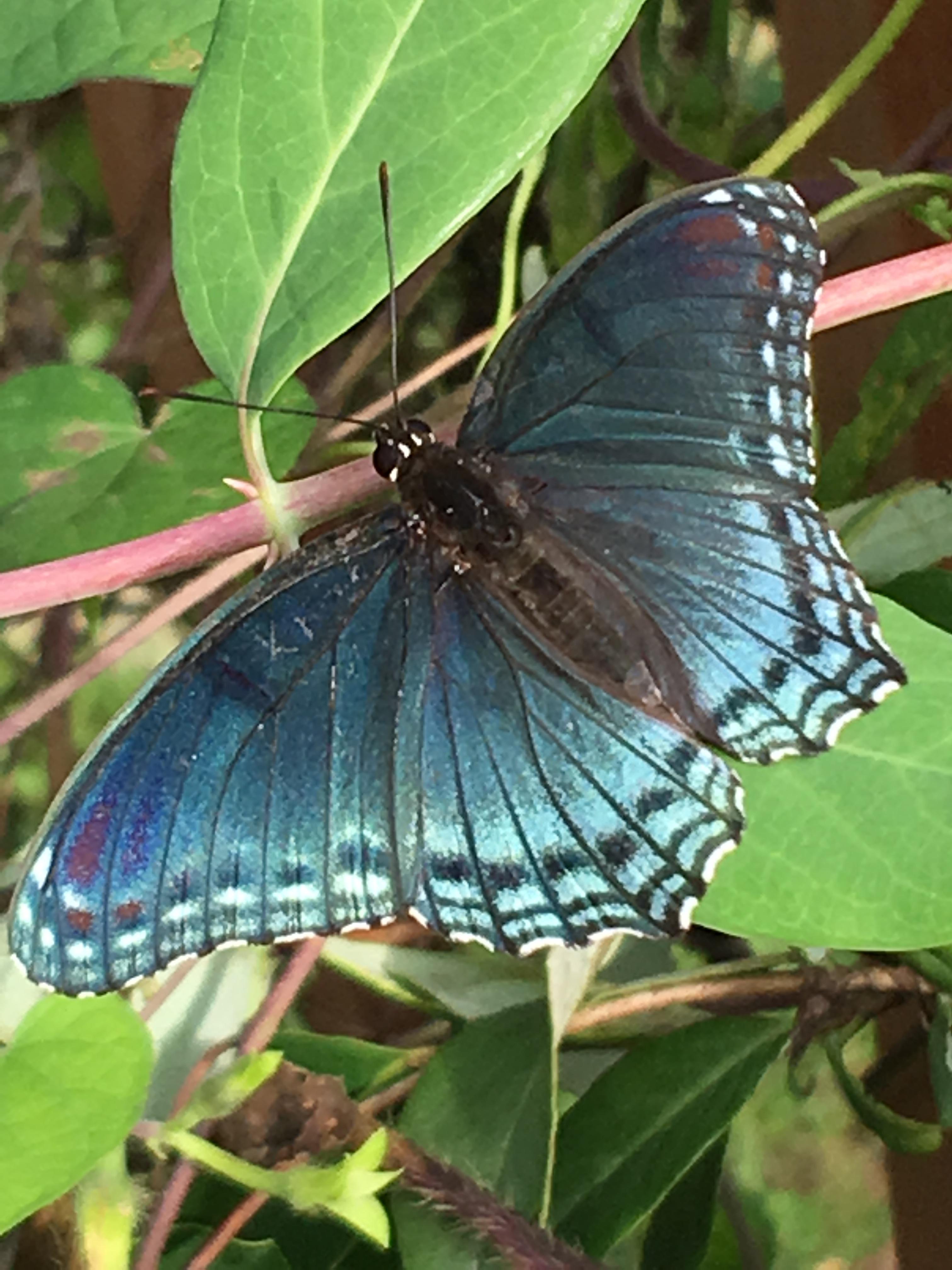 Ohio Butterflies and Moths of North America