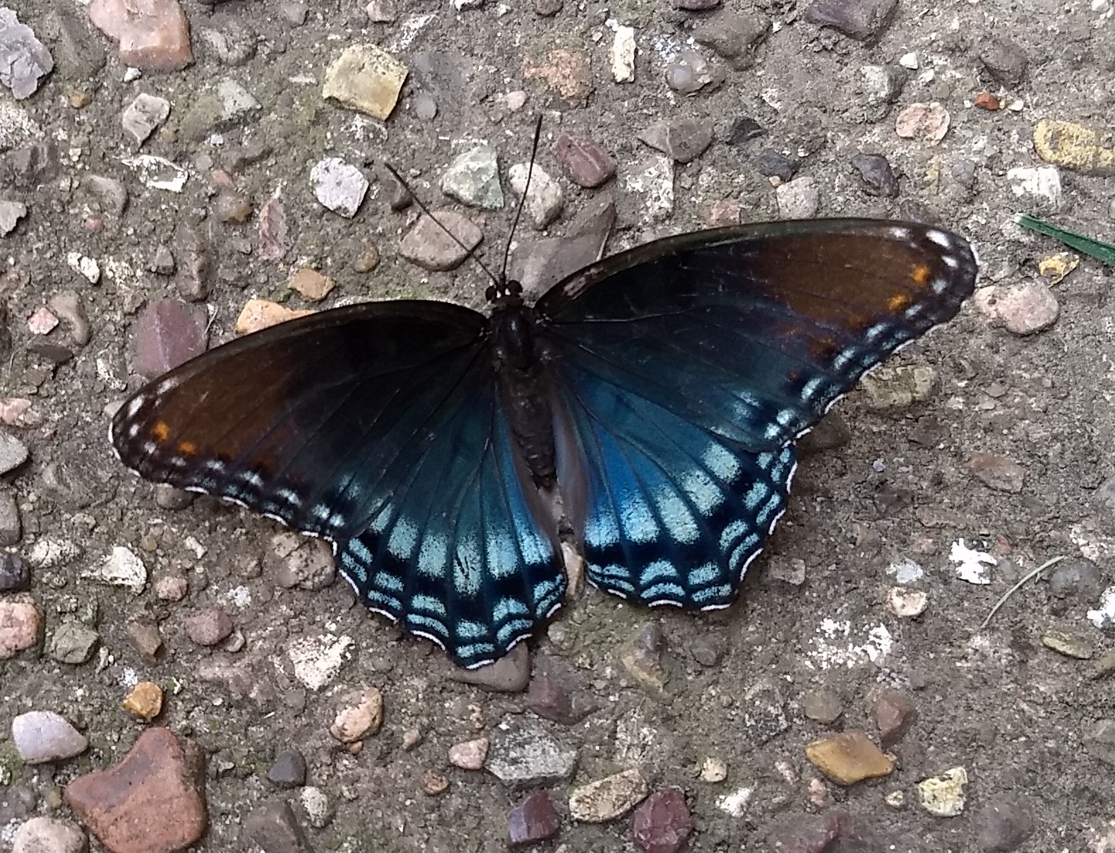 Oklahoma Butterflies and Moths of North America