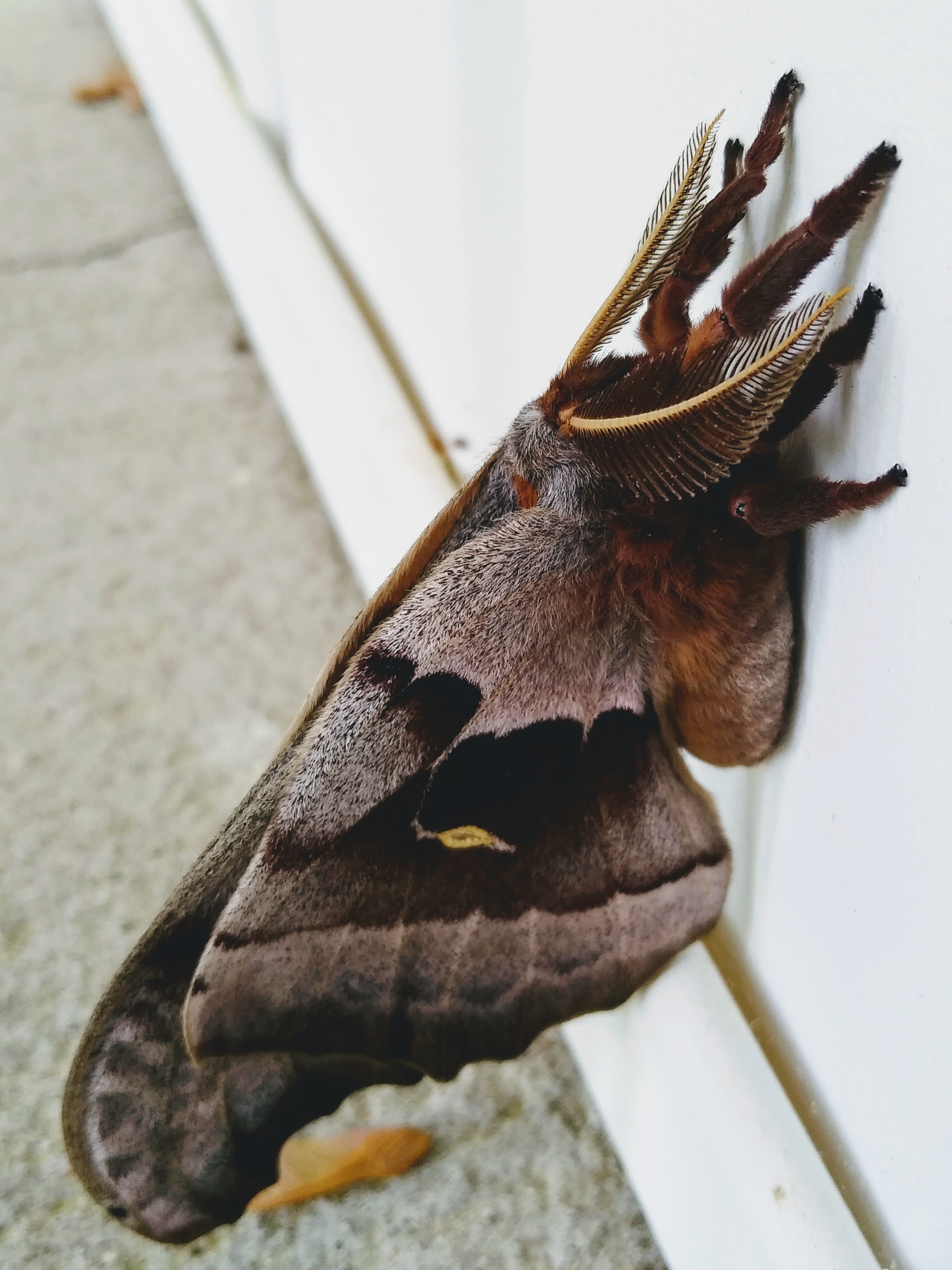 Virginia Butterflies and Moths of North America