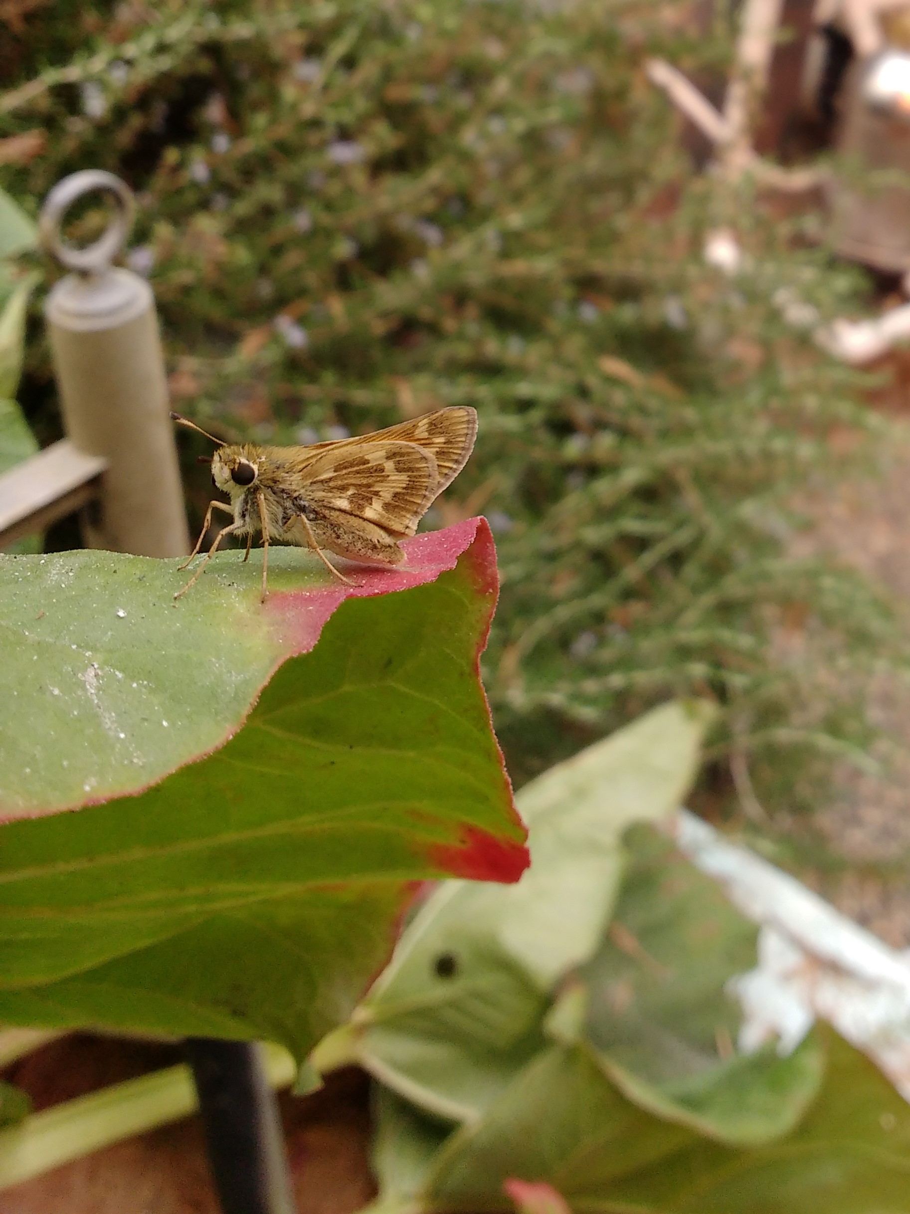 Butterfly, Moth, and Caterpillar Photographs from Sacramento County ...