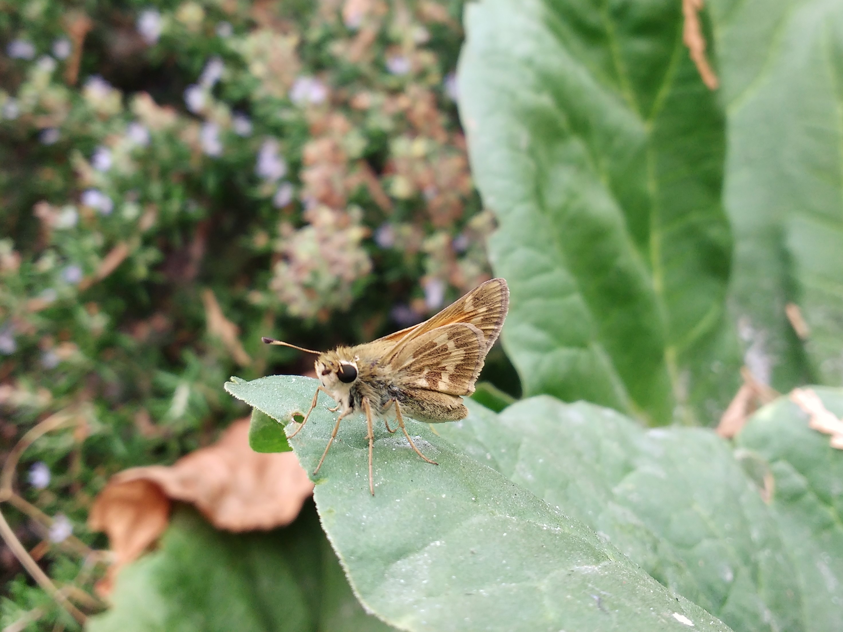 Butterfly, Moth, and Caterpillar Photographs from Sacramento County ...