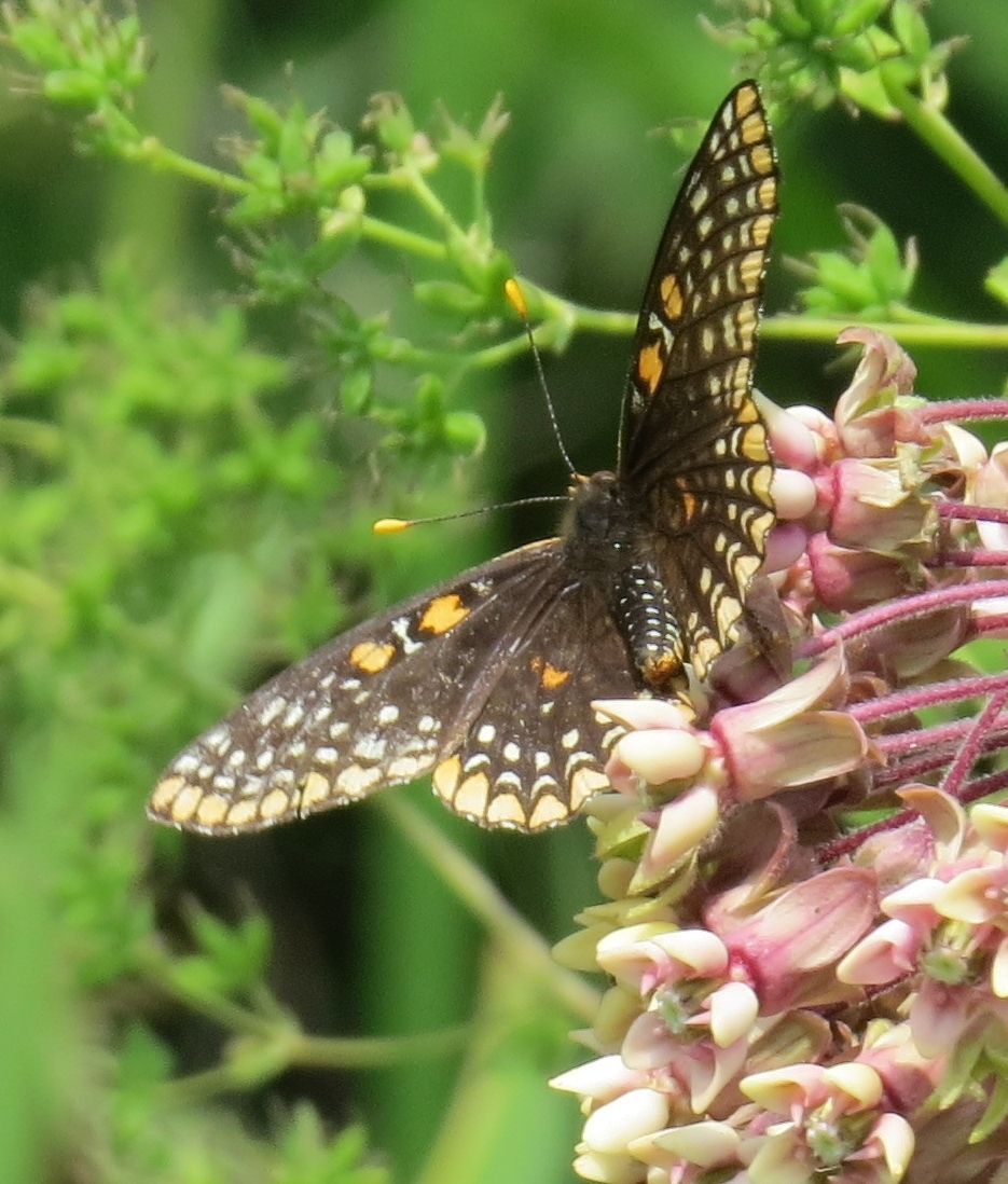 Michigan Butterflies and Moths of North America