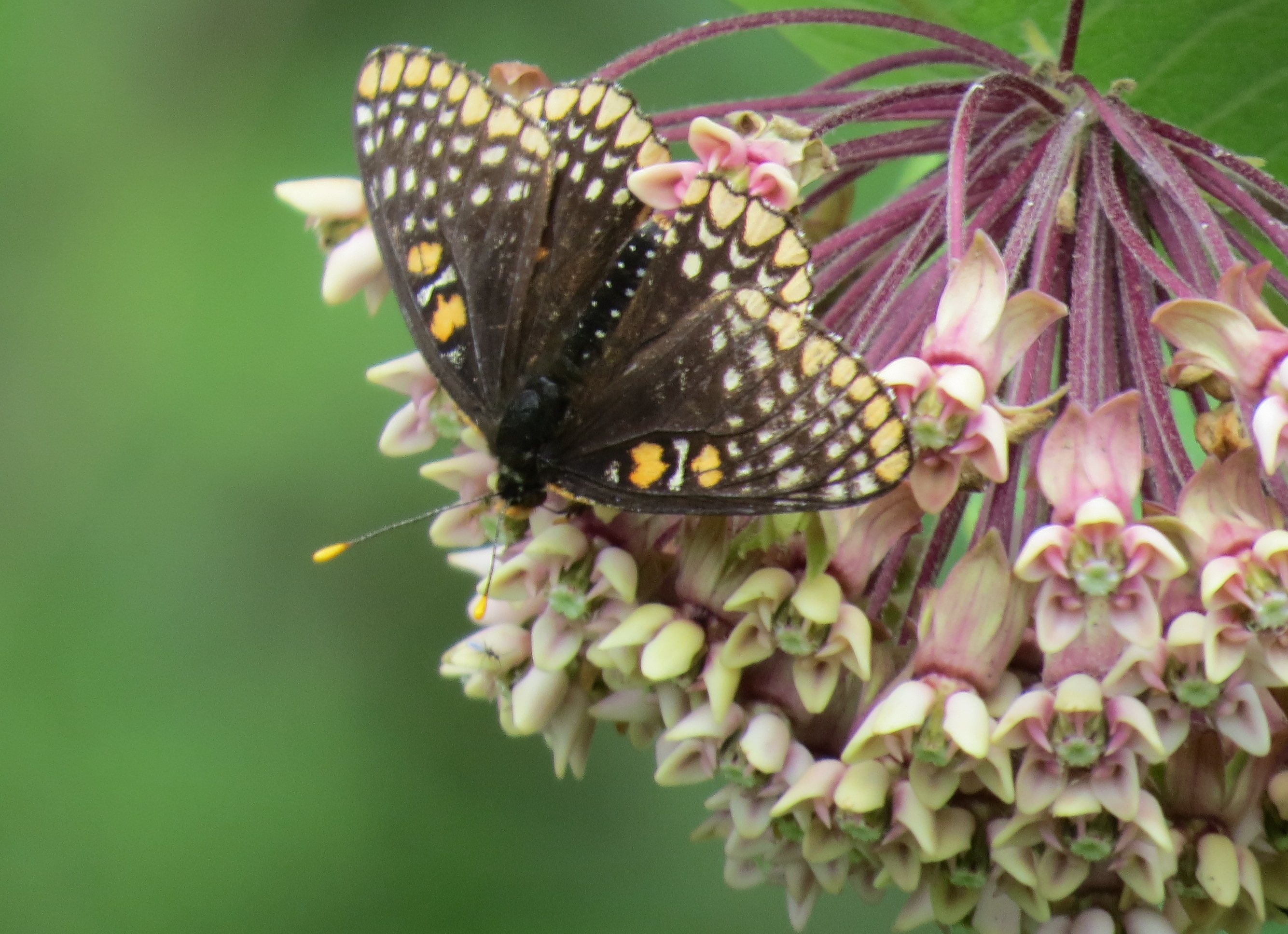 Michigan Butterflies and Moths of North America