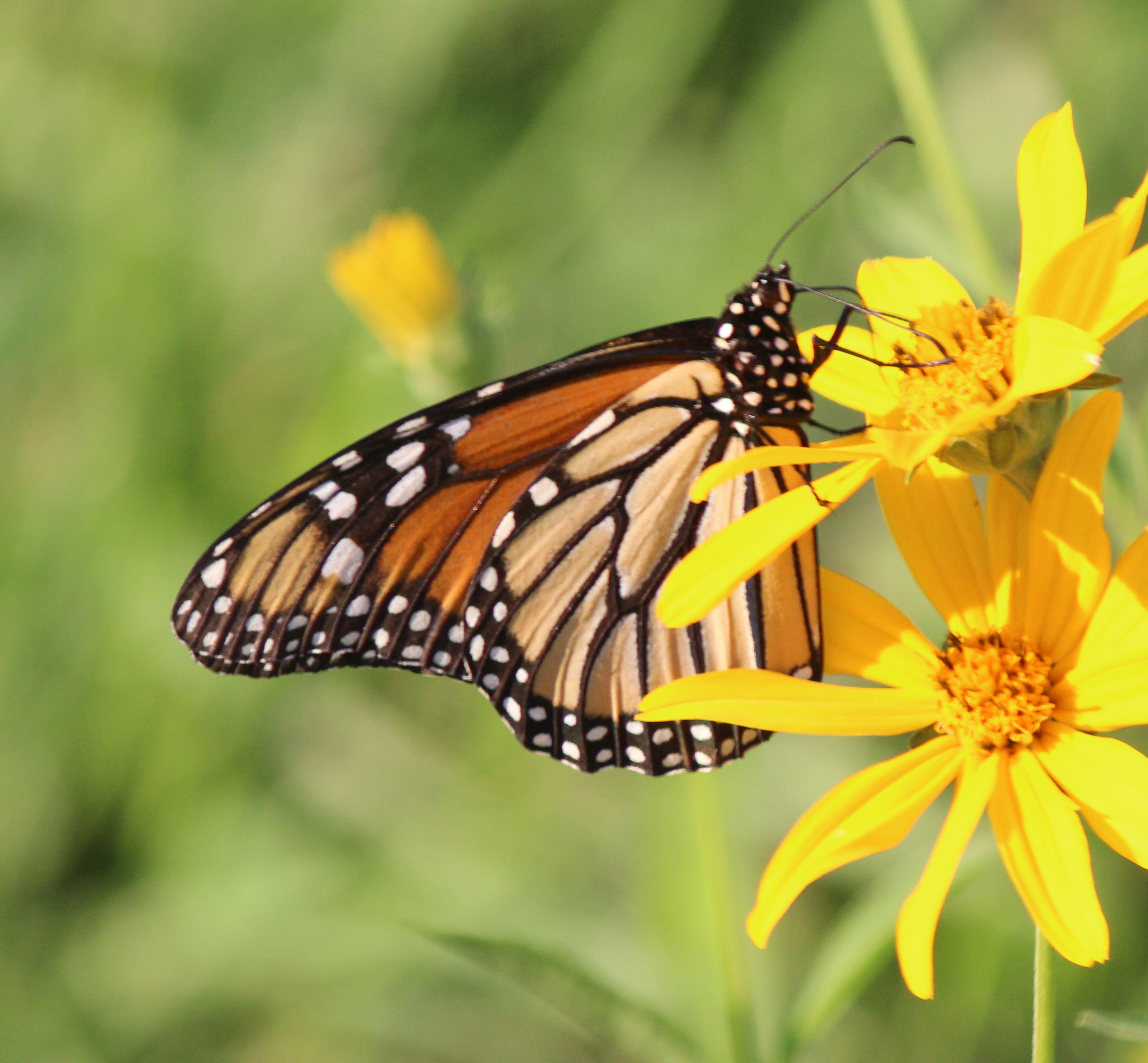 Illinois Butterflies and Moths of North America