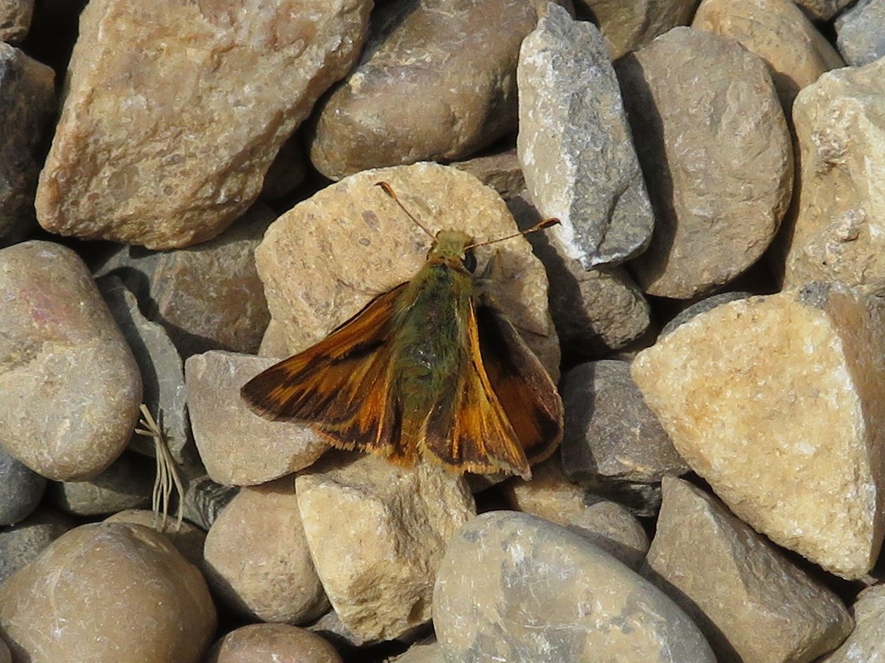 Butterfly, Moth, and Caterpillar Photographs from Alberta Butterflies
