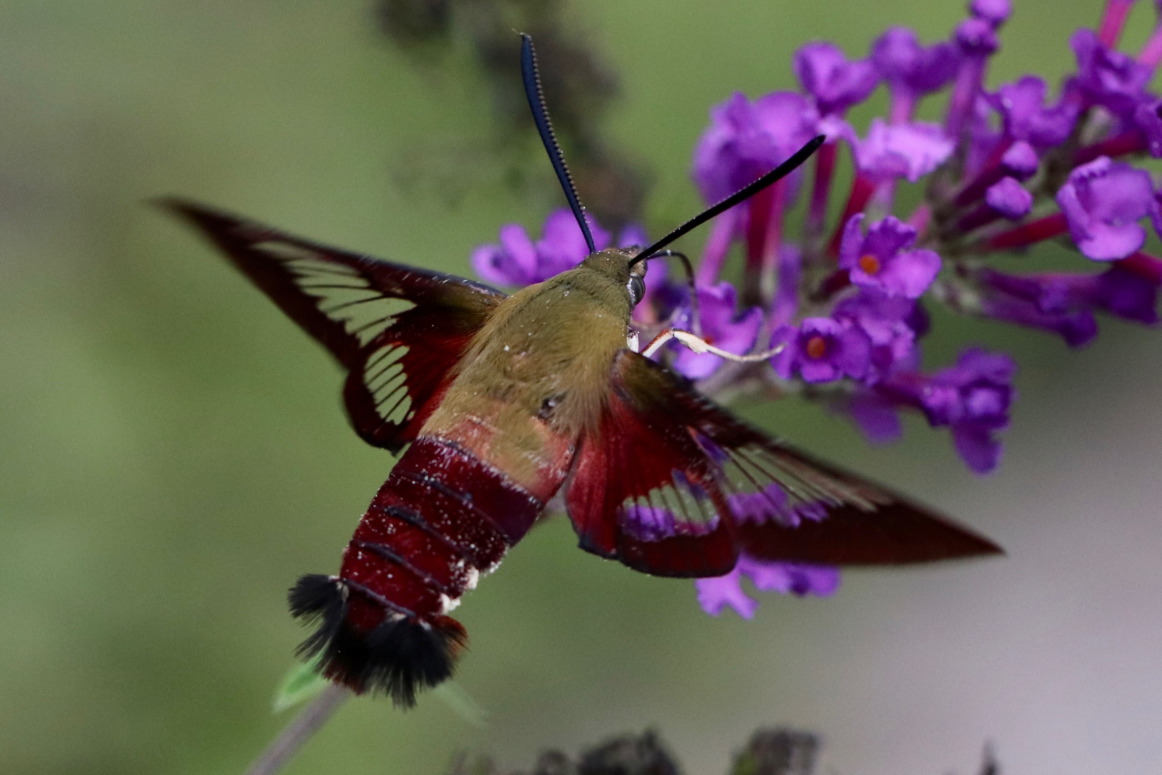 North Carolina Butterflies and Moths of North America