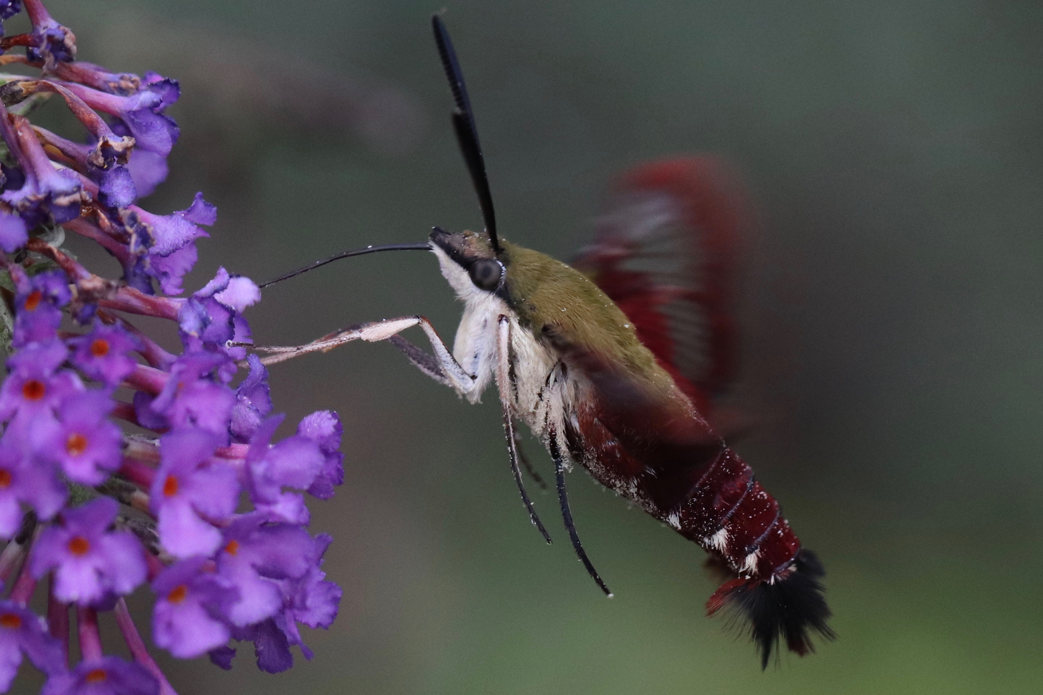 North Carolina Butterflies and Moths of North America