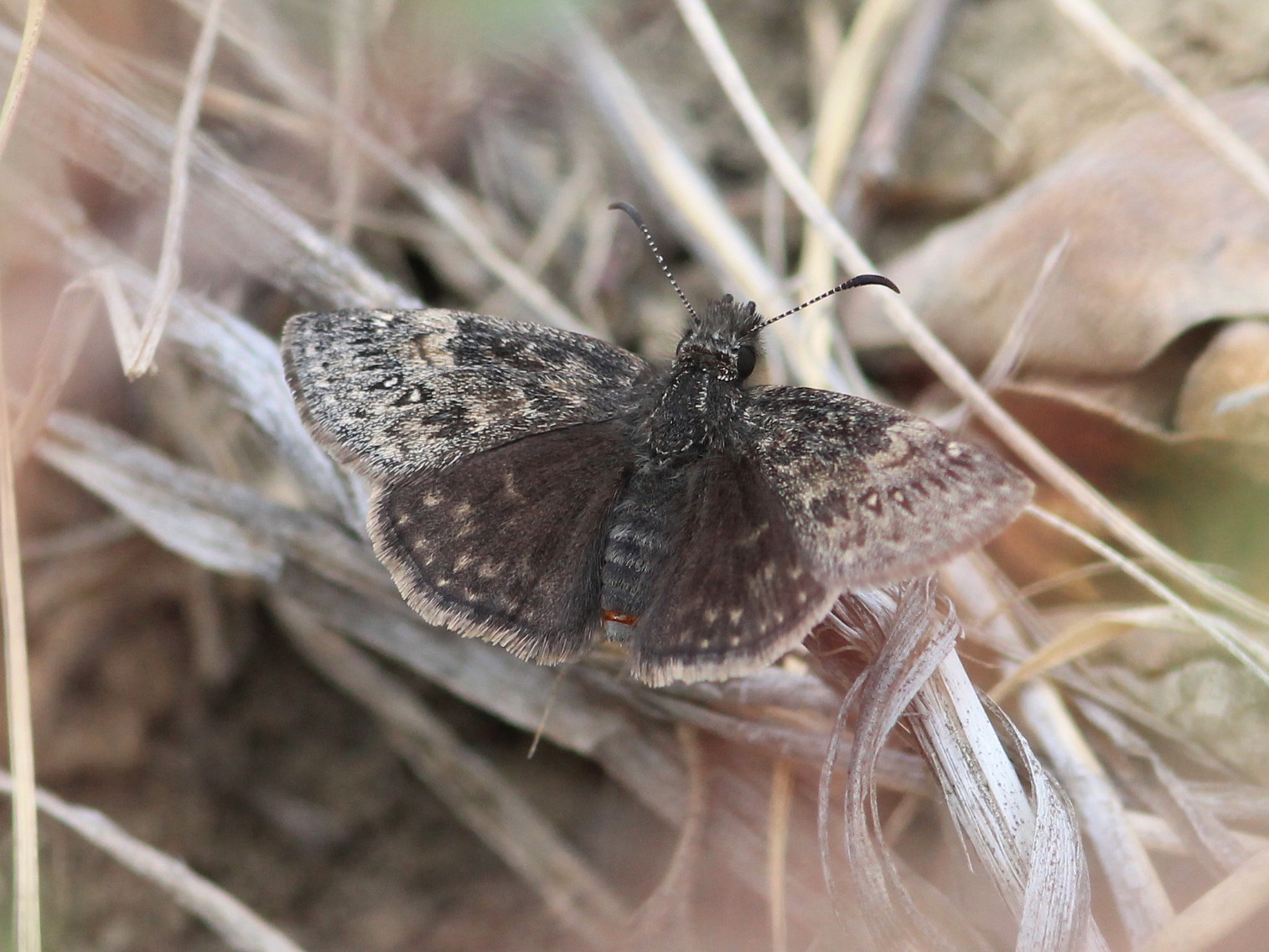 Butterfly, Moth, and Caterpillar Photographs from Alberta Butterflies