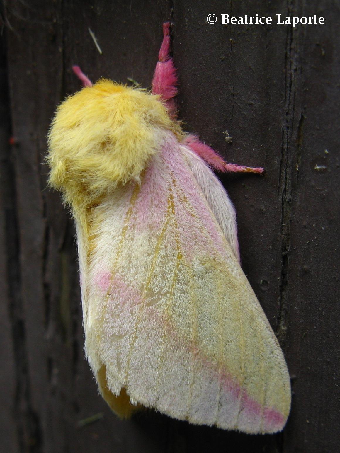 Rosy Maple moth - Dryocampa rubicunda 