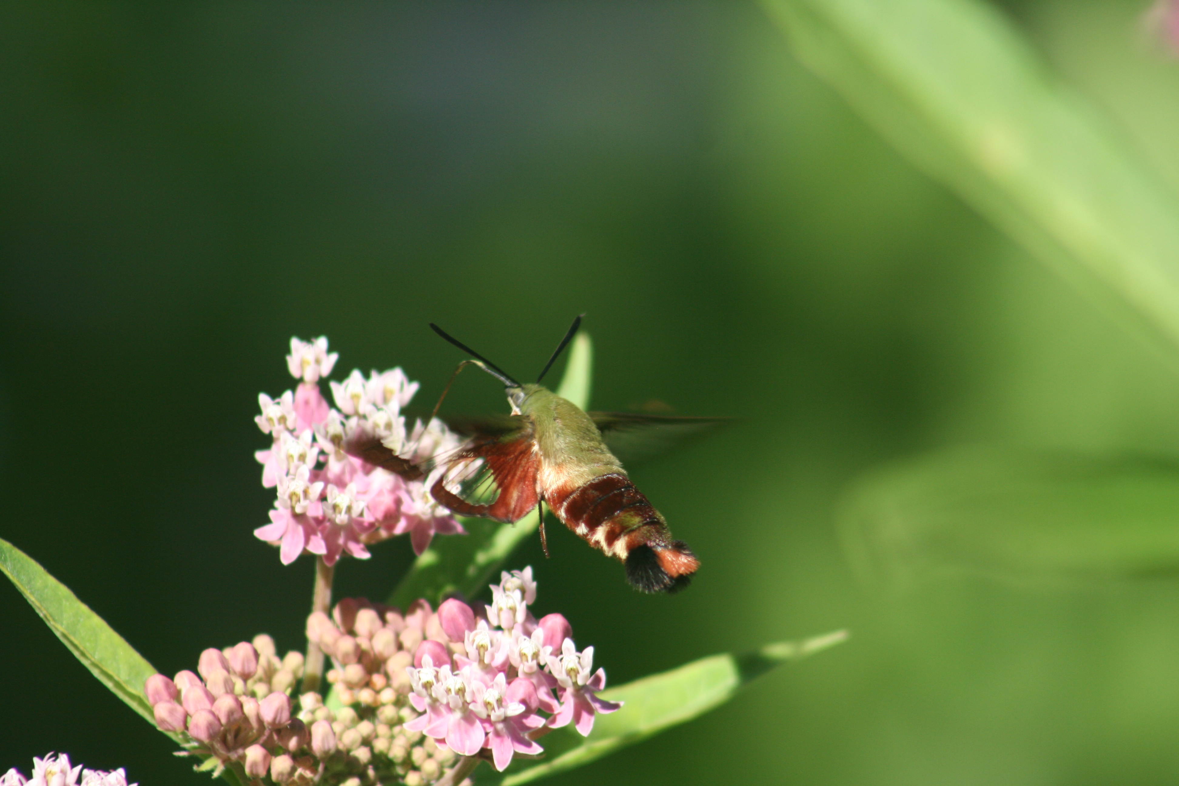 Ohio Butterflies and Moths of North America
