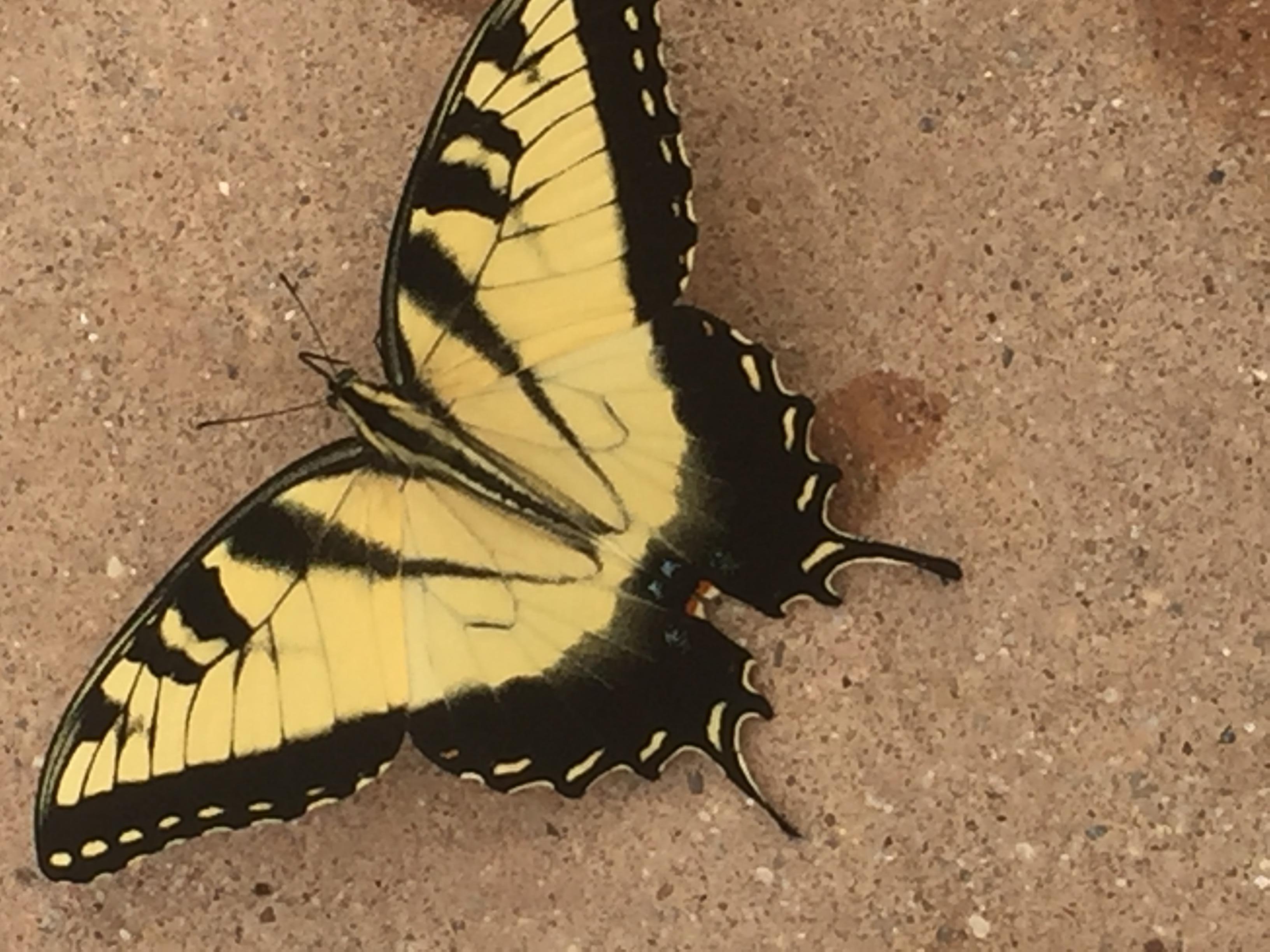 Minnesota Butterflies and Moths of North America