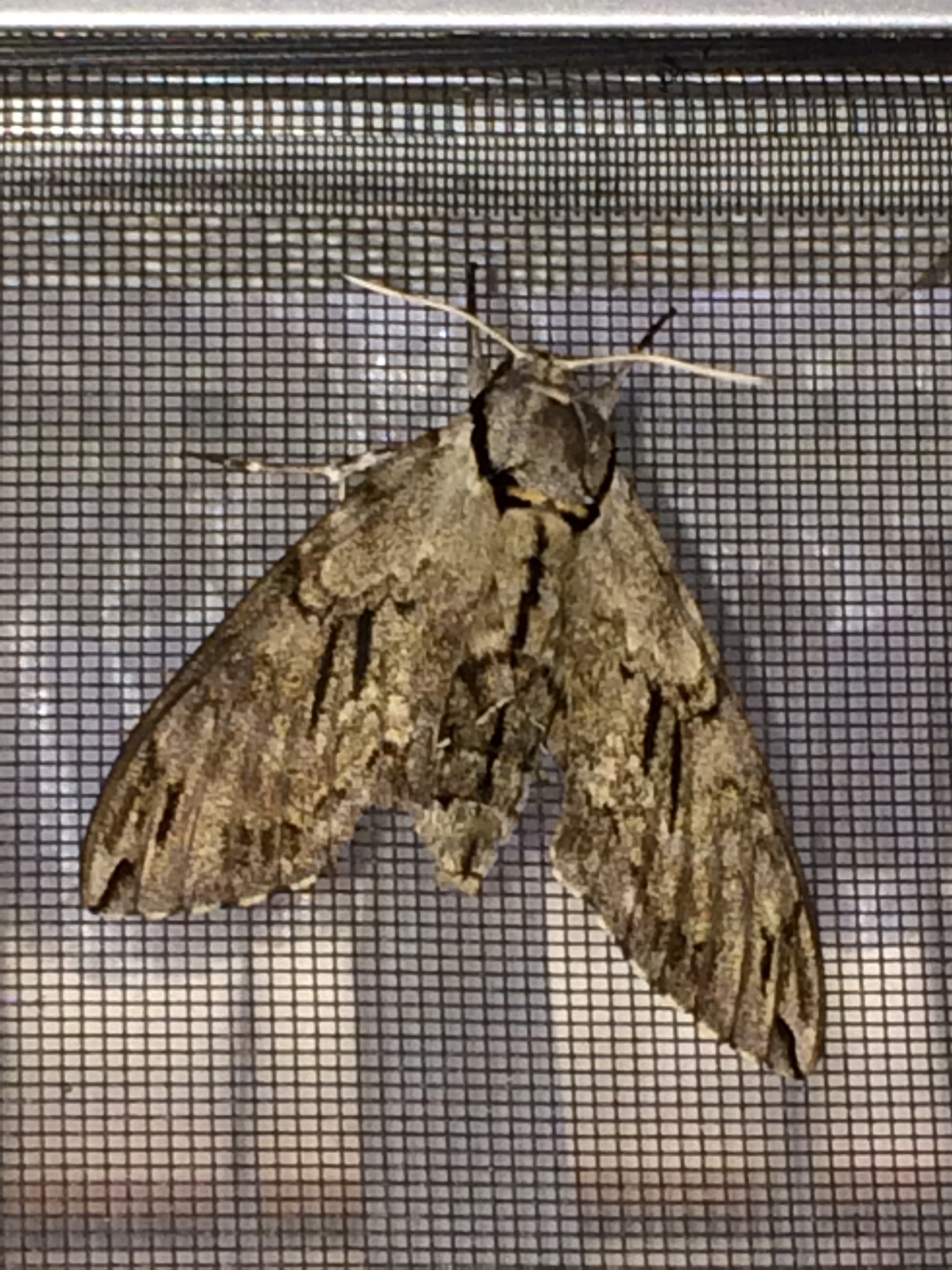 Hawk-moths – Imaging Storm