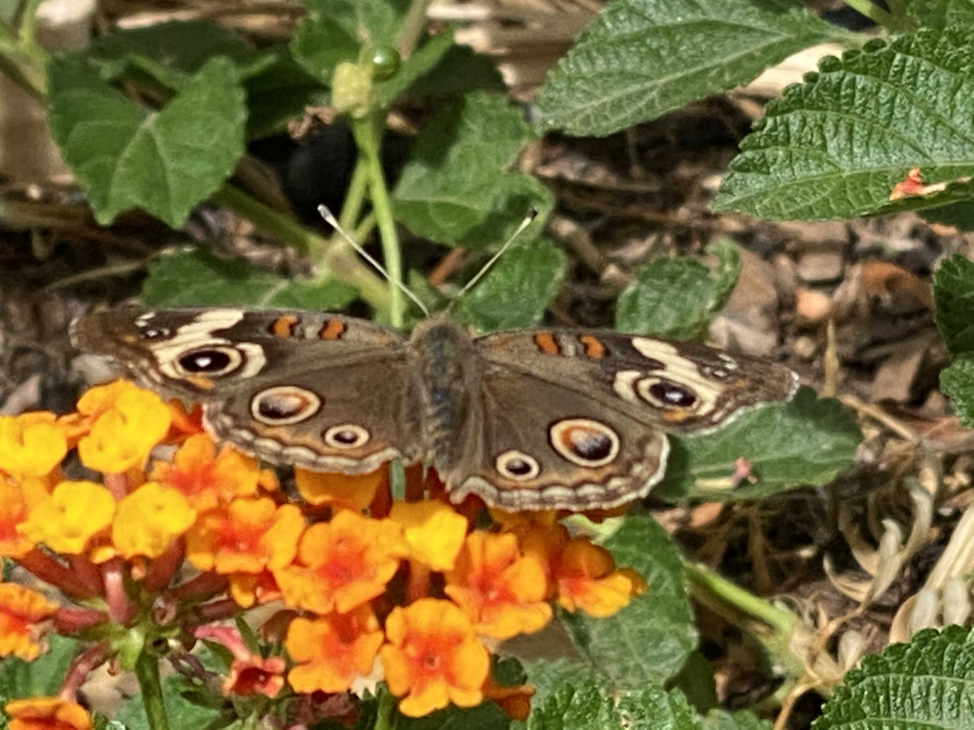 Arizona Butterflies and Moths of North America