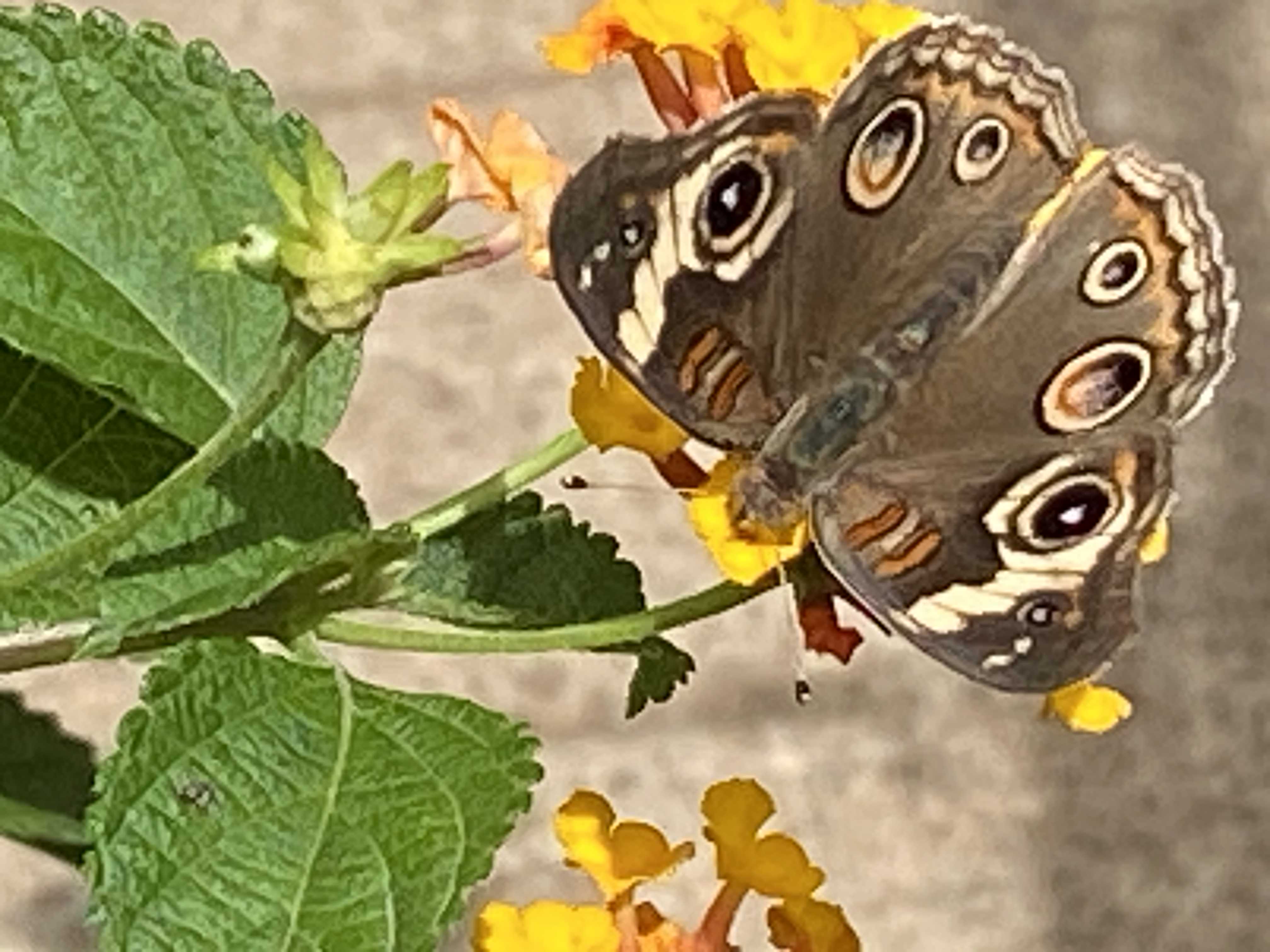 Arizona Butterflies and Moths of North America