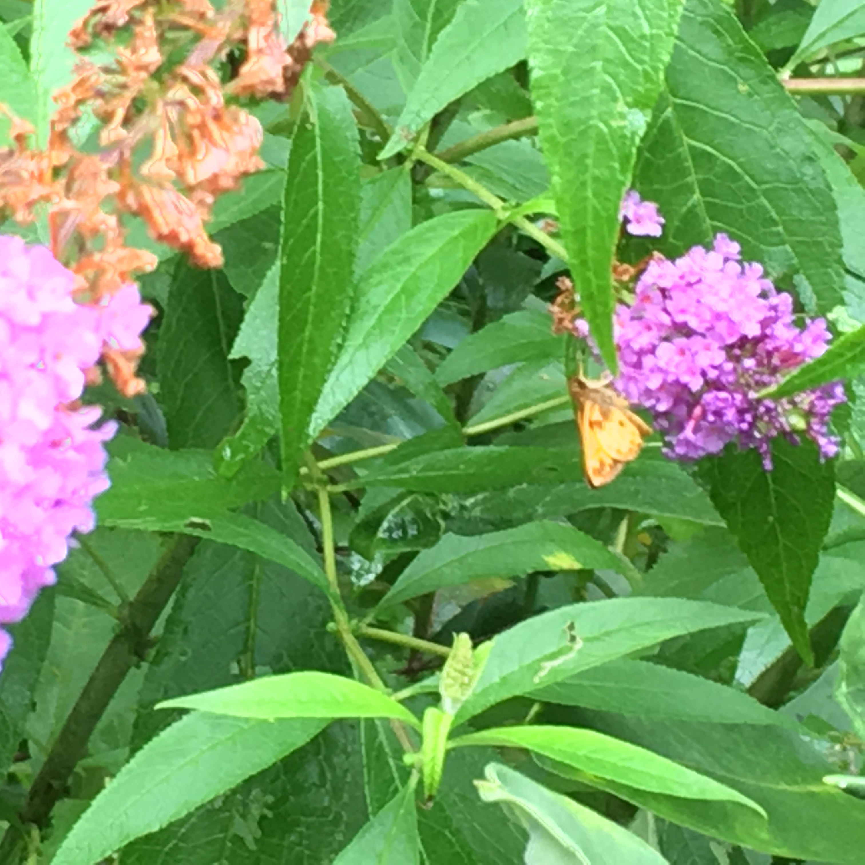 Connecticut Butterflies and Moths of North America