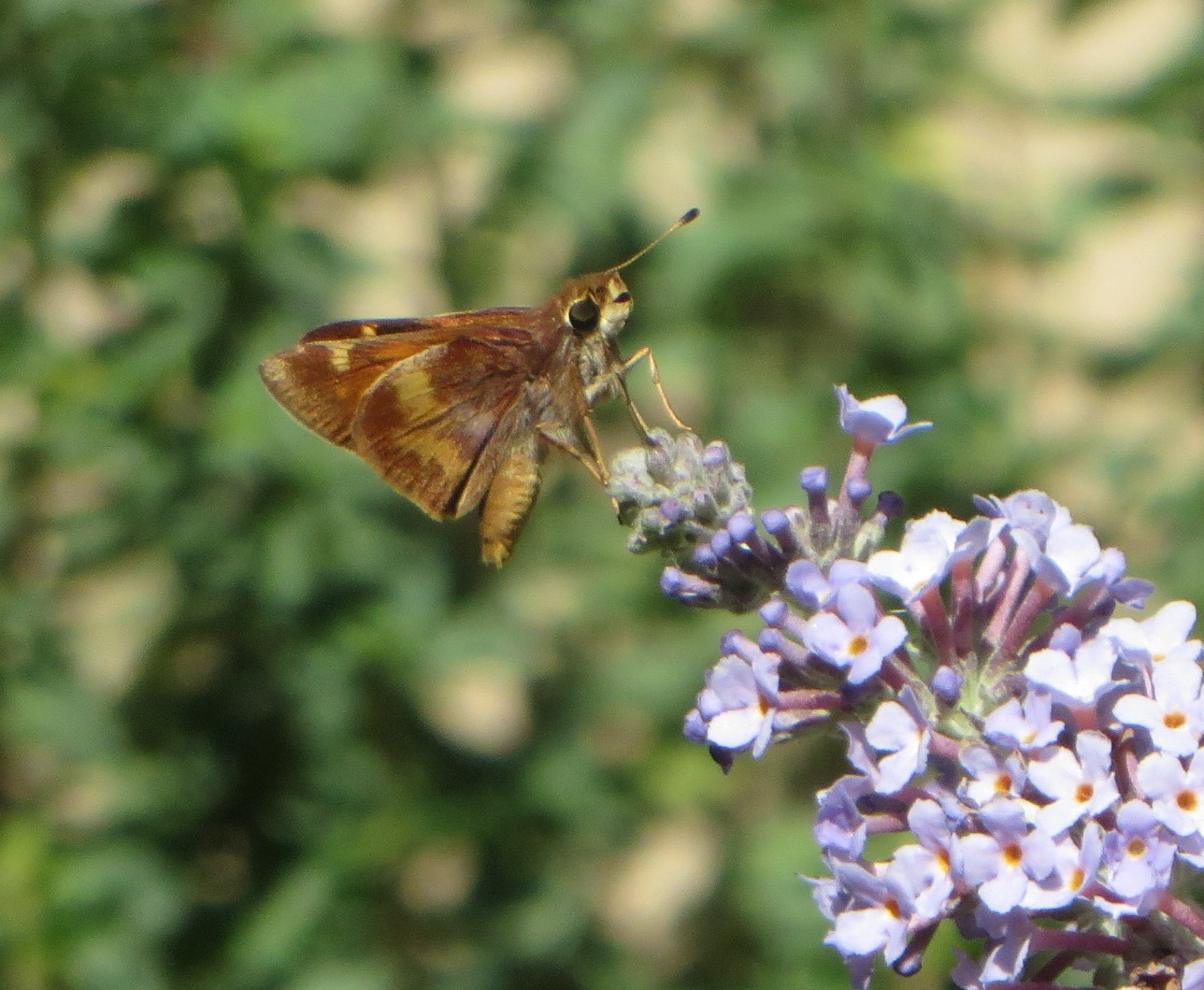 Butterfly, Moth, and Caterpillar Photographs from Sacramento County ...