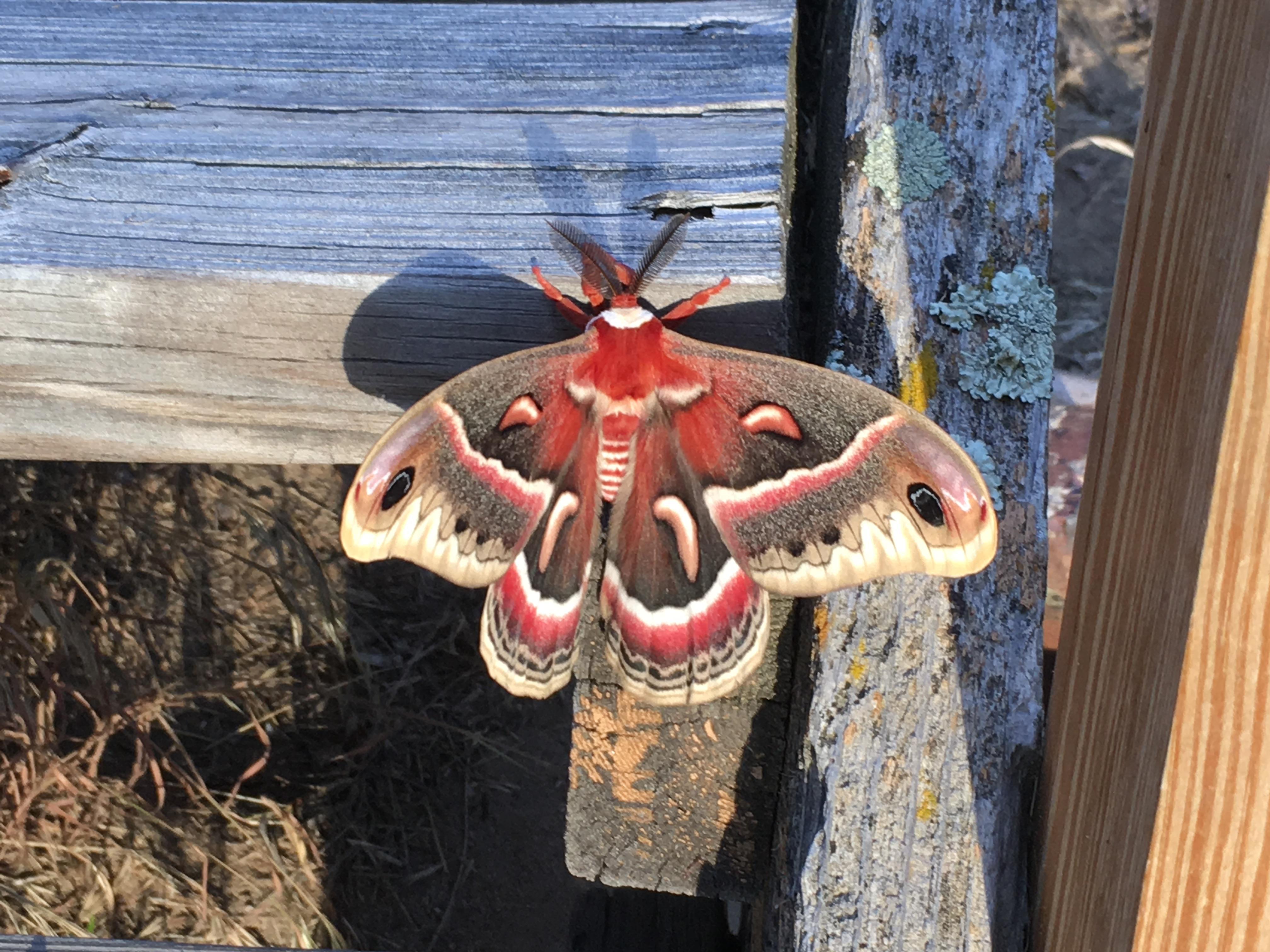 South Dakota Butterflies and Moths of North America