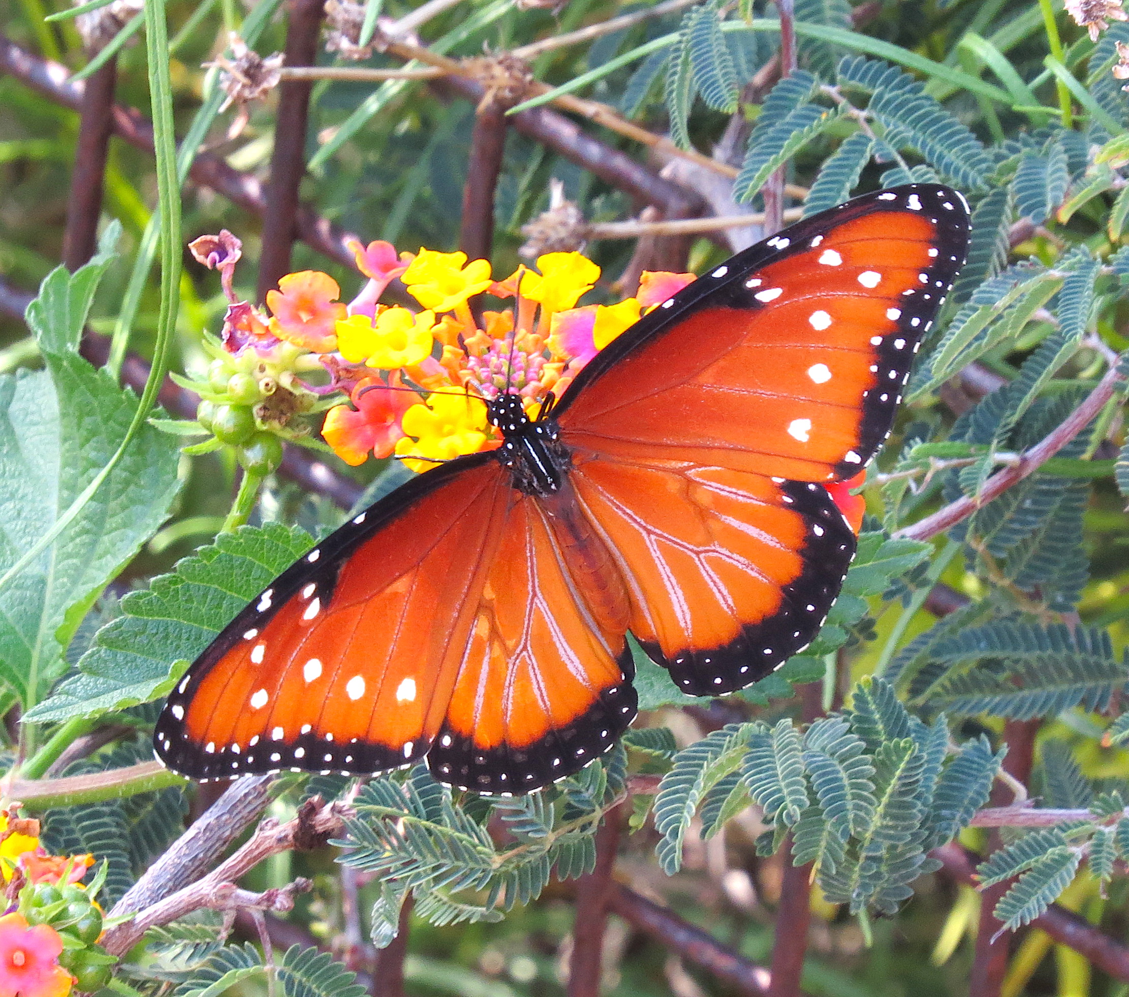 Arizona Butterflies and Moths of North America