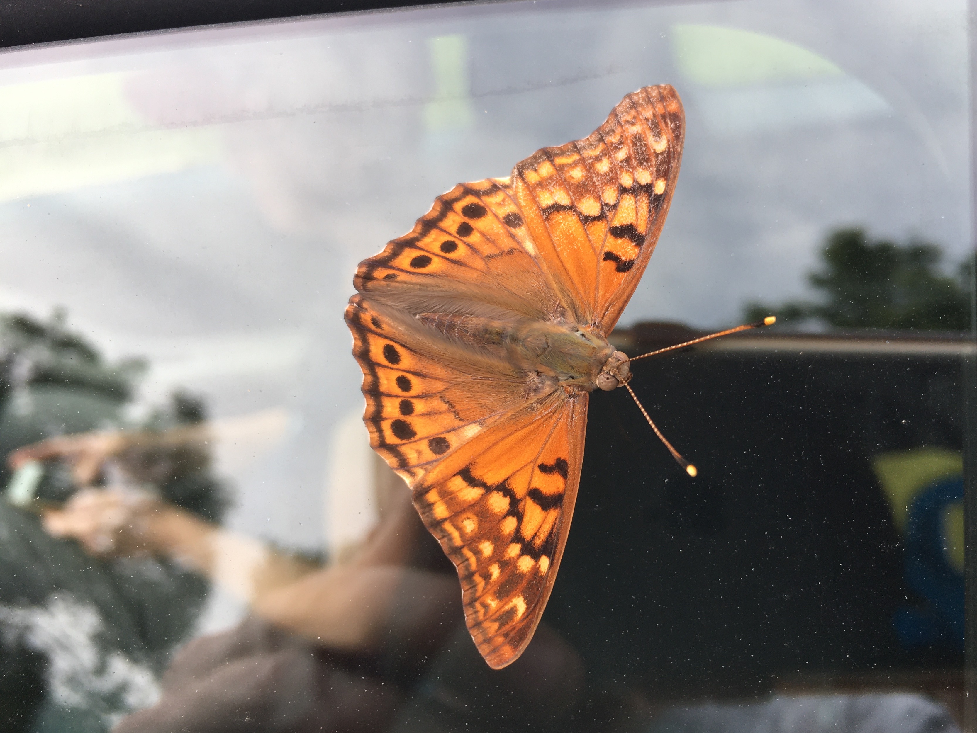 Minnesota Butterflies and Moths of North America