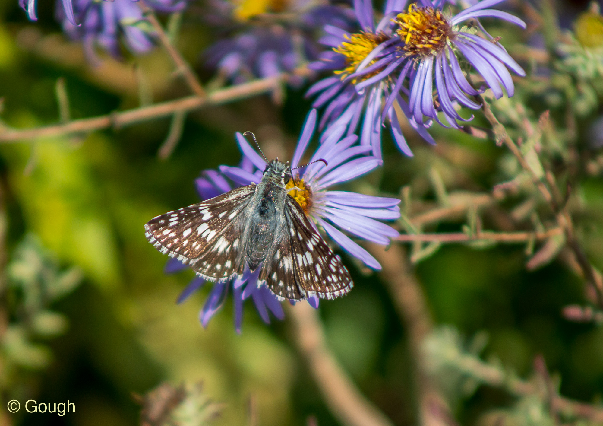 Butterfly, Moth, and Caterpillar Photographs from Kentucky