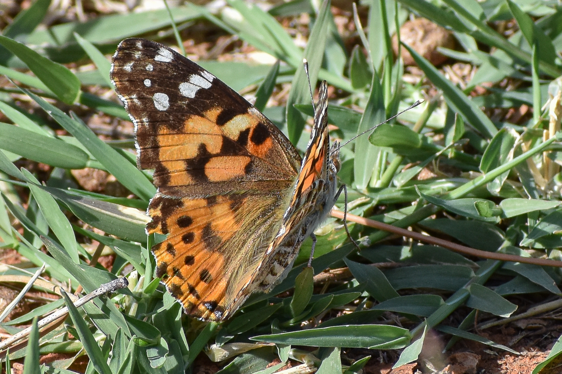 Arizona Butterflies and Moths of North America