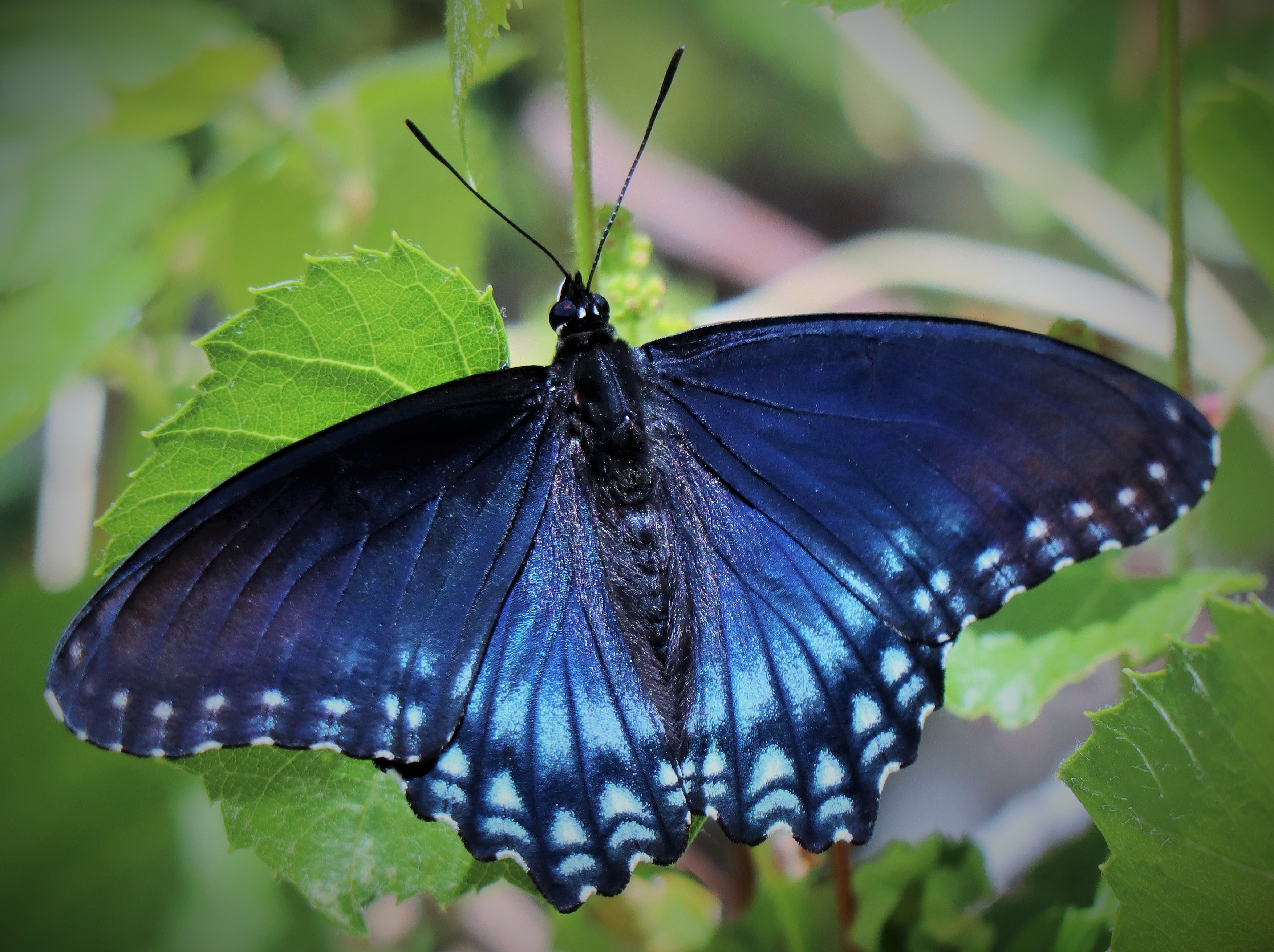 First butterflies winged off from North and Central America - Futurity