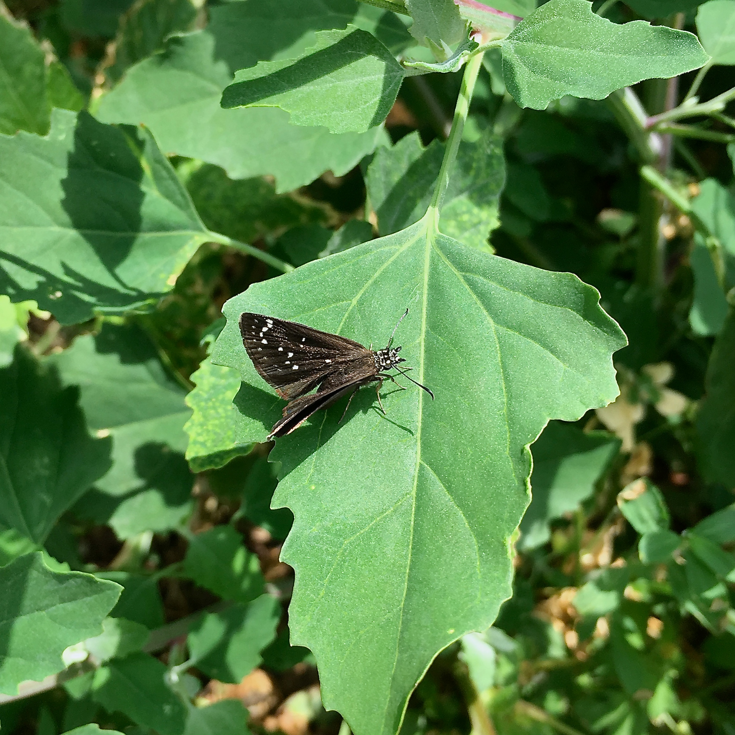 Pennsylvania Butterflies and Moths of North America
