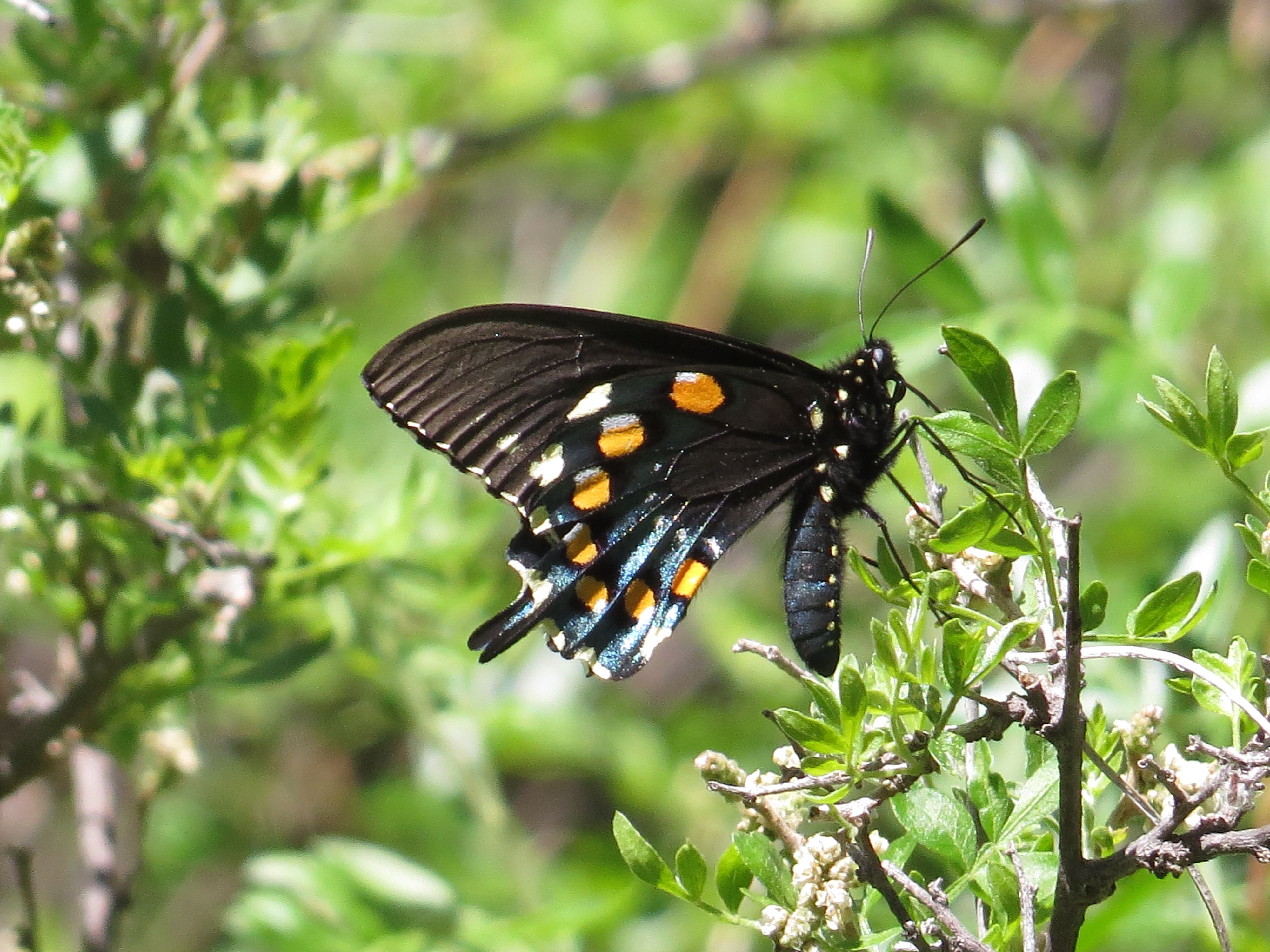 Arizona Butterflies and Moths of North America