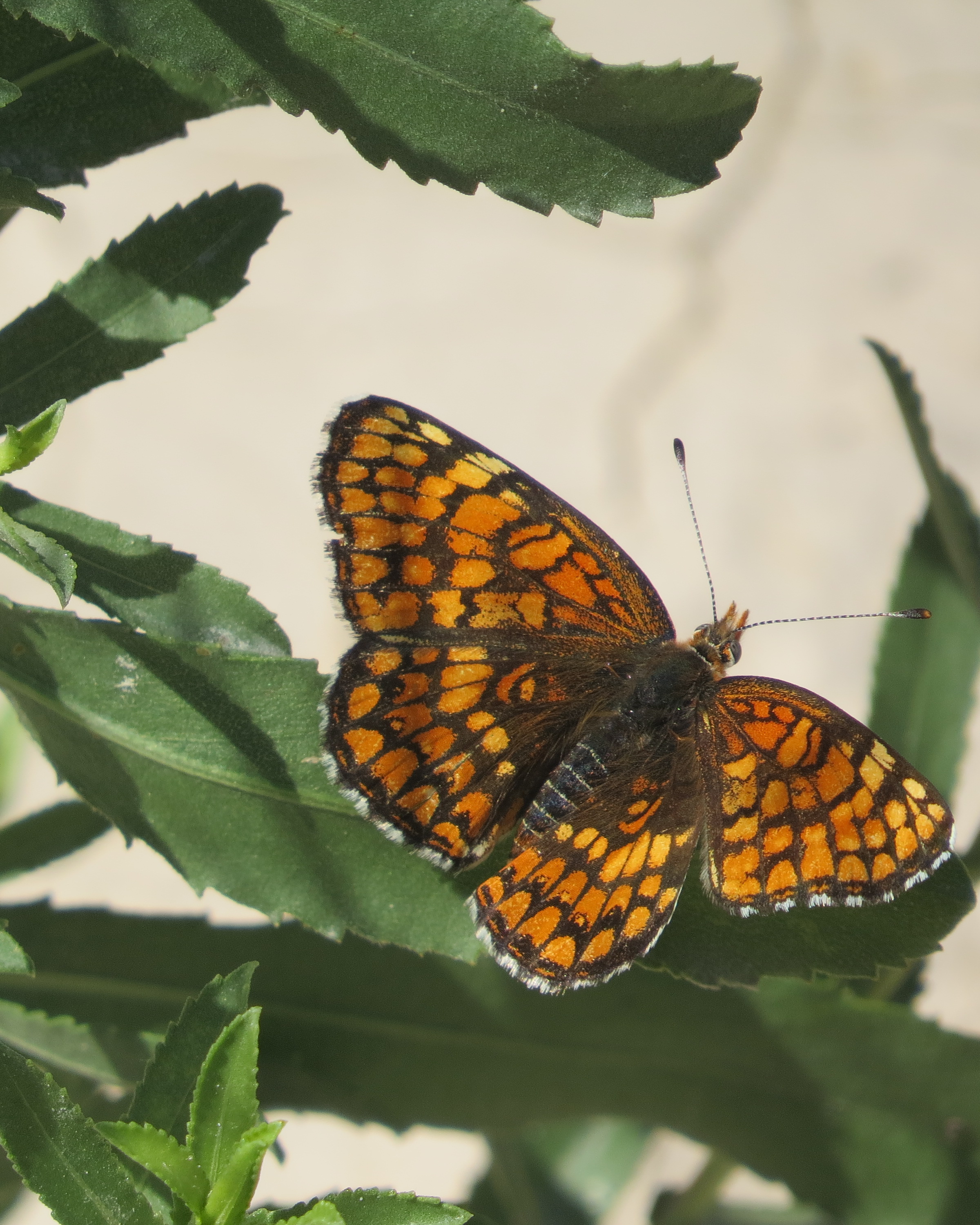 South Dakota Butterflies and Moths of North America