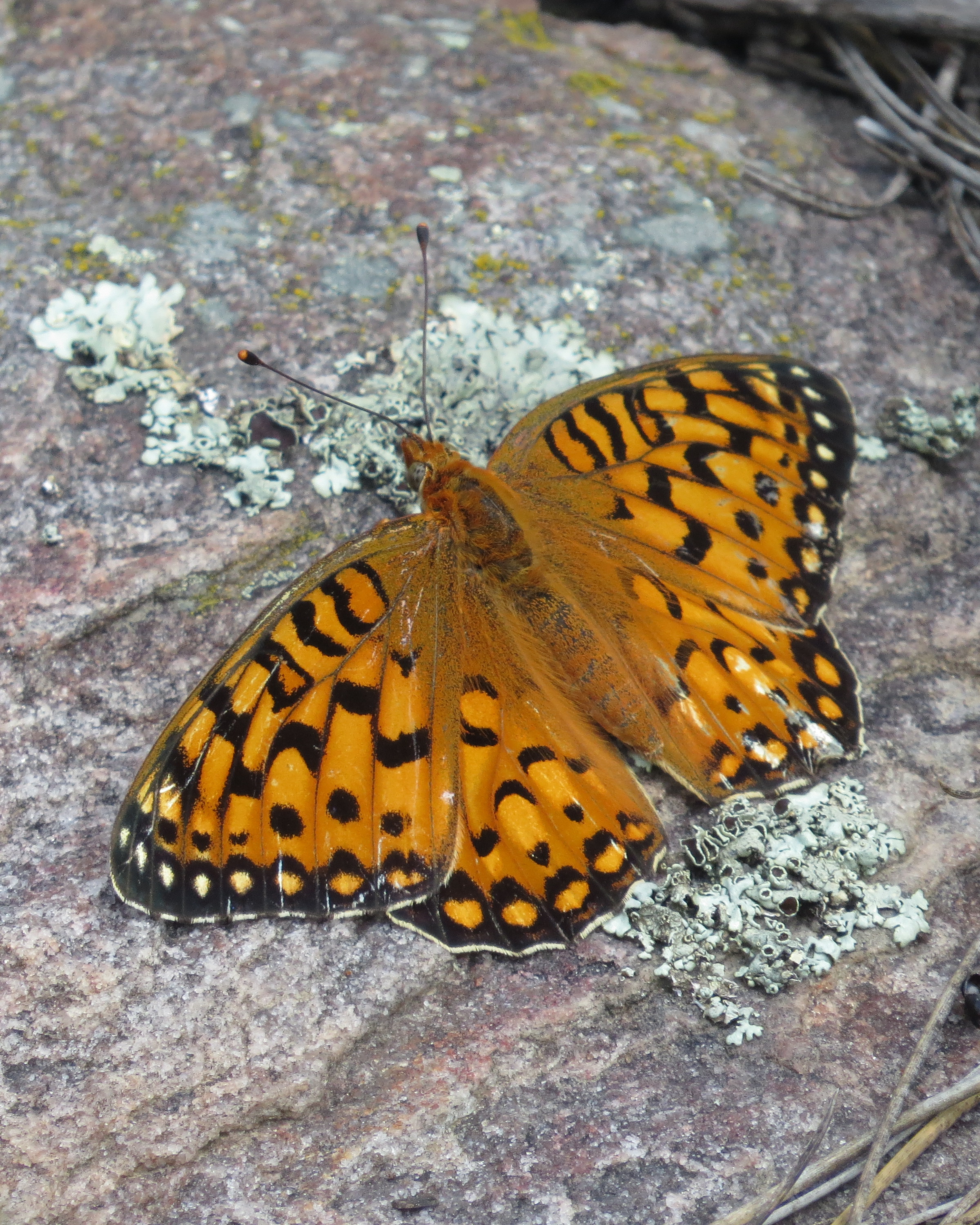 South Dakota Butterflies and Moths of North America