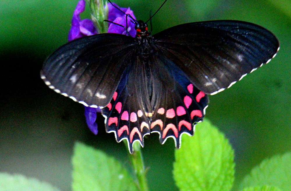 Image Gallery | Butterflies and Moths of North America