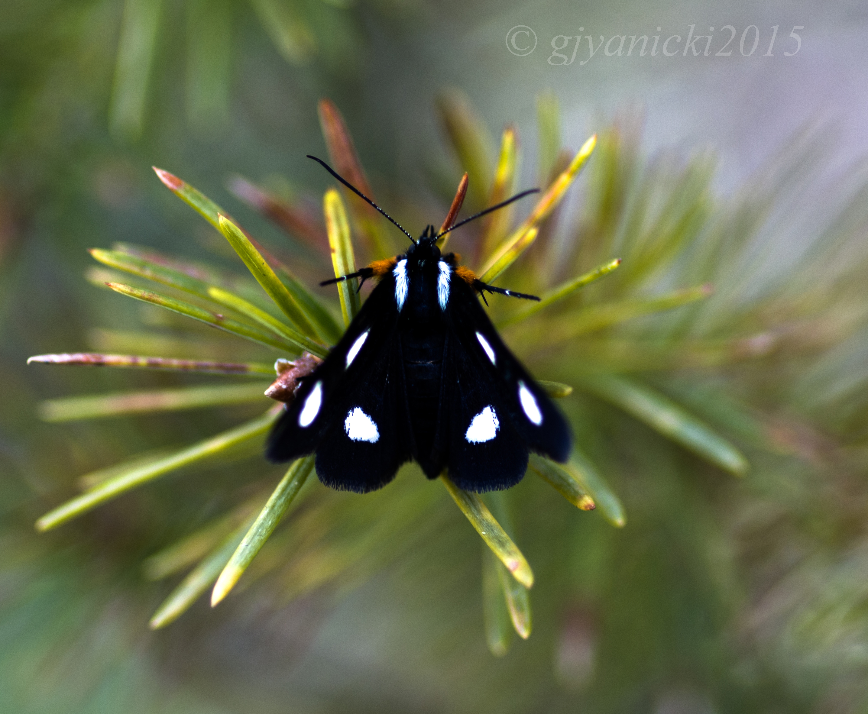 Alberta Butterflies and Moths of North America