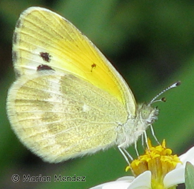 Dainty butterfly discount