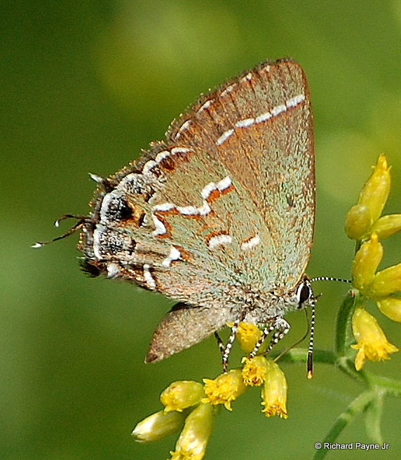 Sưu tập Bộ cánh vảy 3 - Page 28 Juniper_hairstreak_callophrys_gryneus_67_-_copy-1