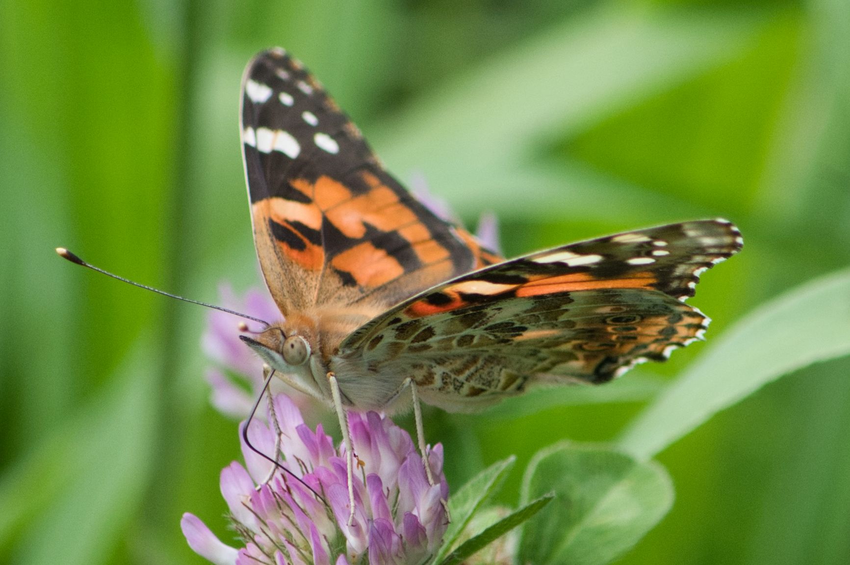 Missouri Butterflies and Moths of North America