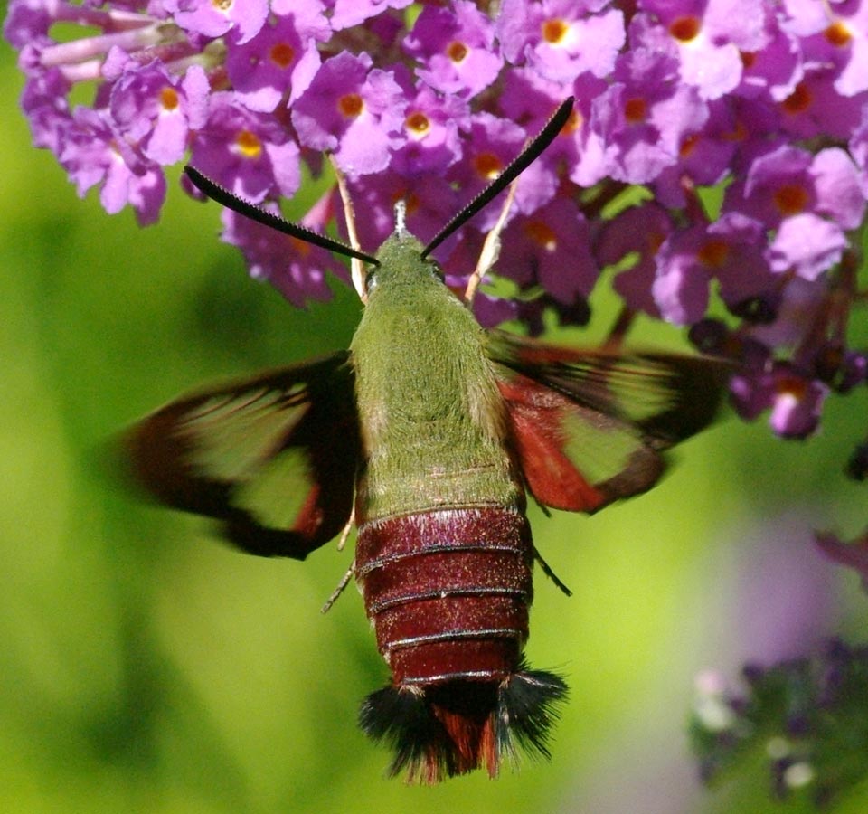 Sighting 999542 Butterflies and Moths of North America