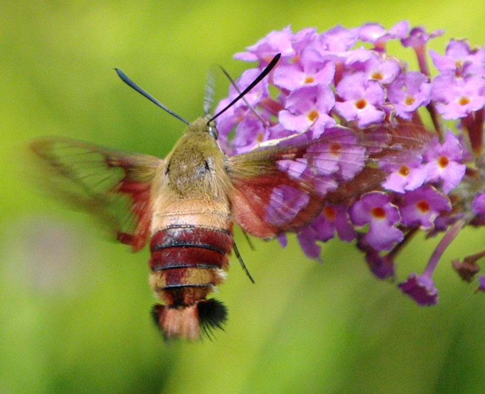 Sighting 999543 Butterflies and Moths of North America