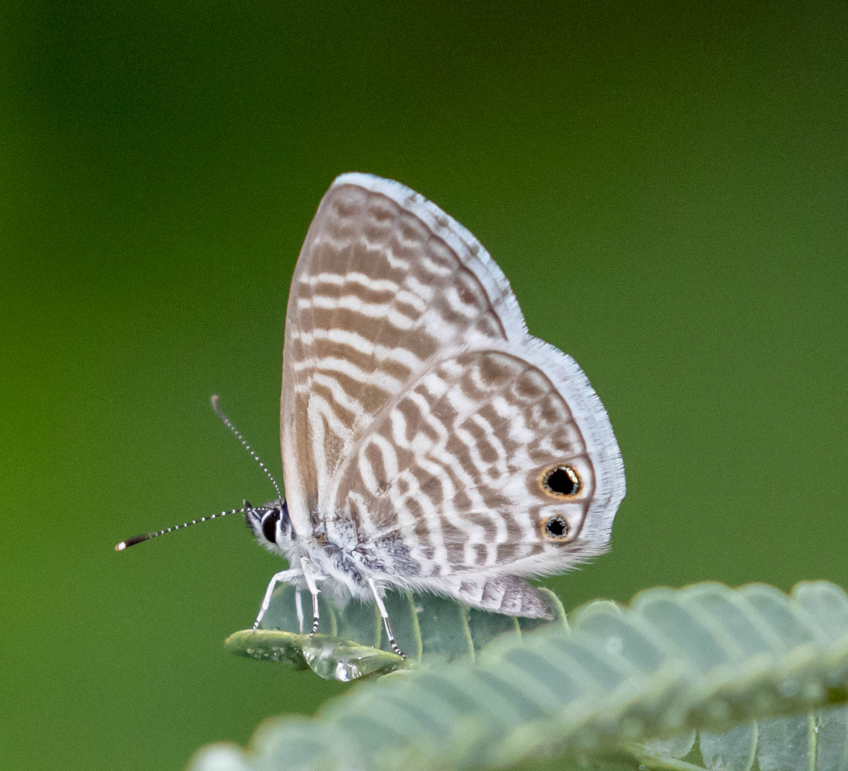 Marine Blue Leptotes marina (Reakirt, 1868) | Butterflies and Moths of  North America