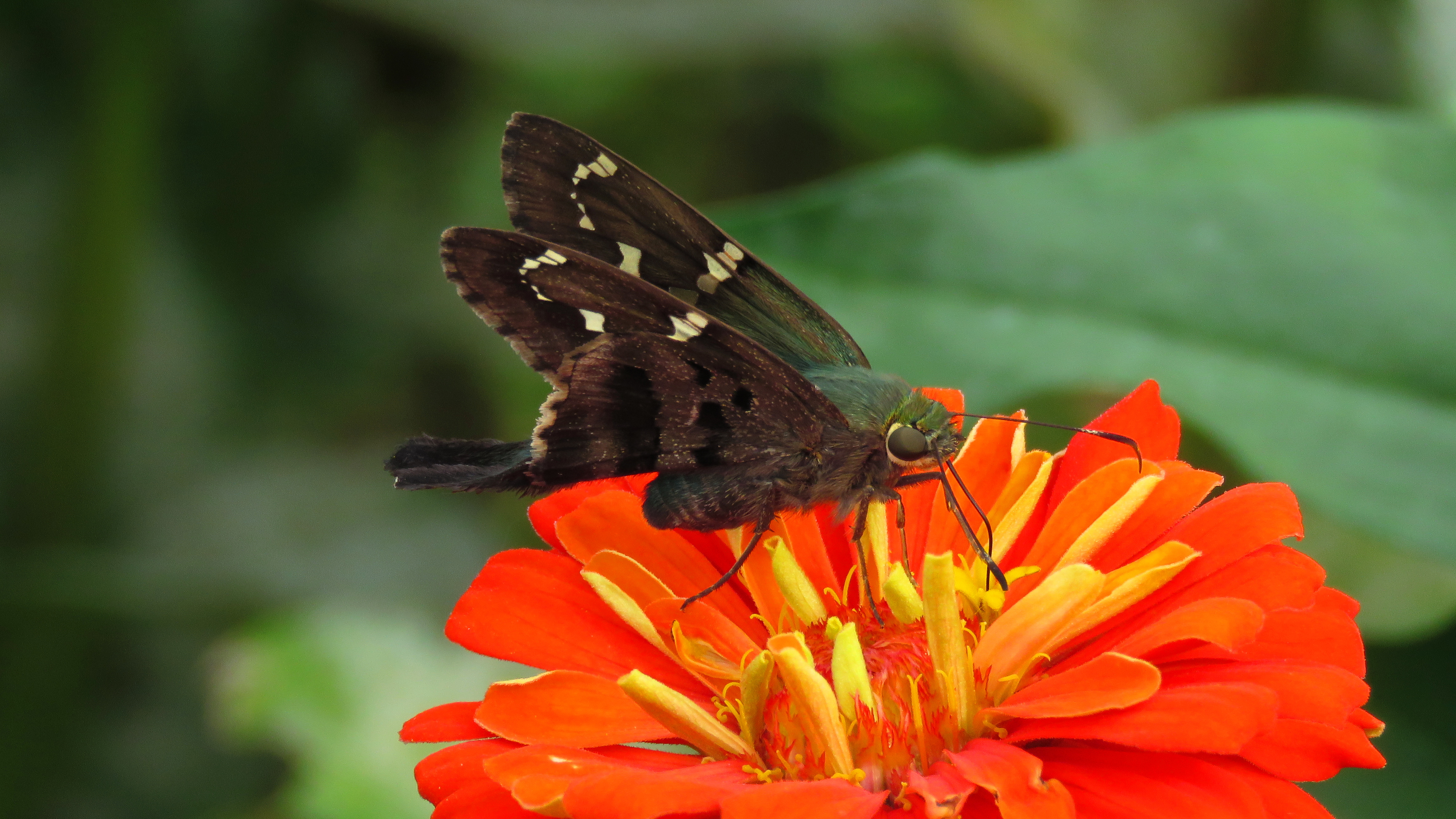long tailed skipper long tailed skipper