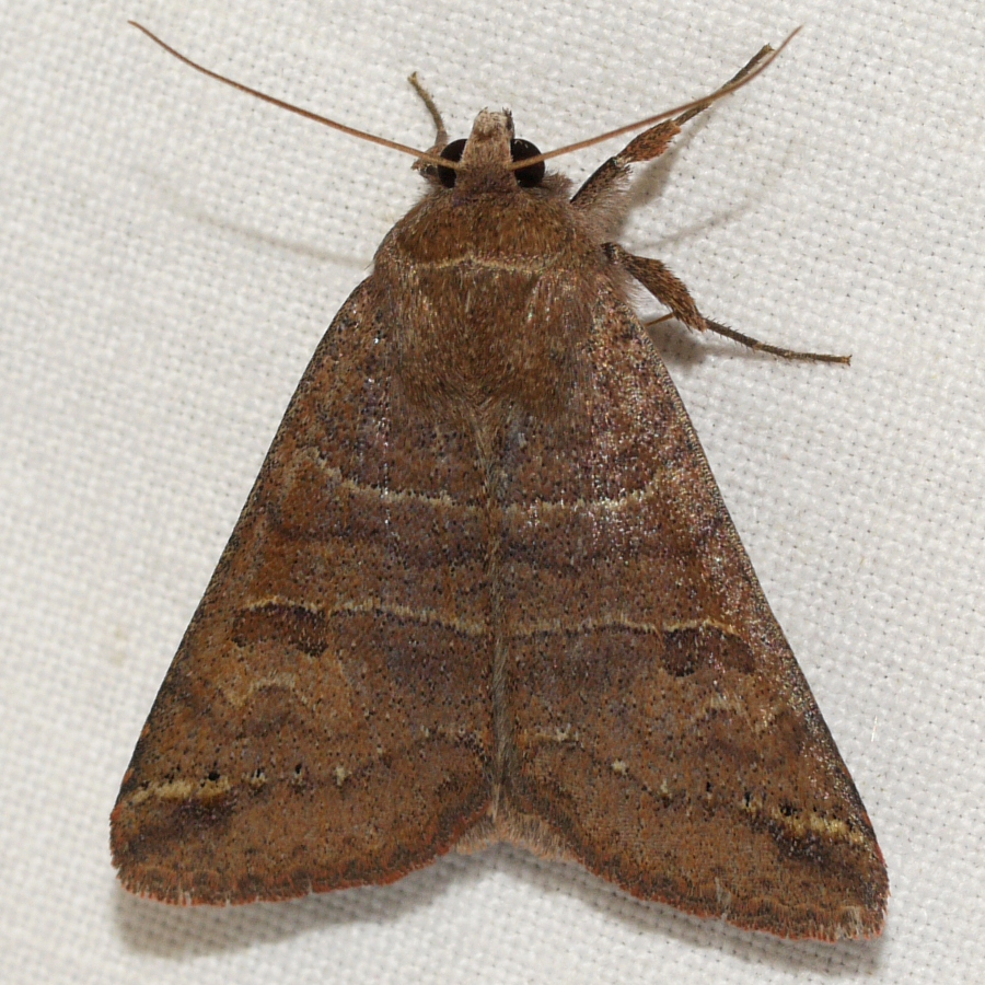 Wisconsin Butterflies and Moths of North America